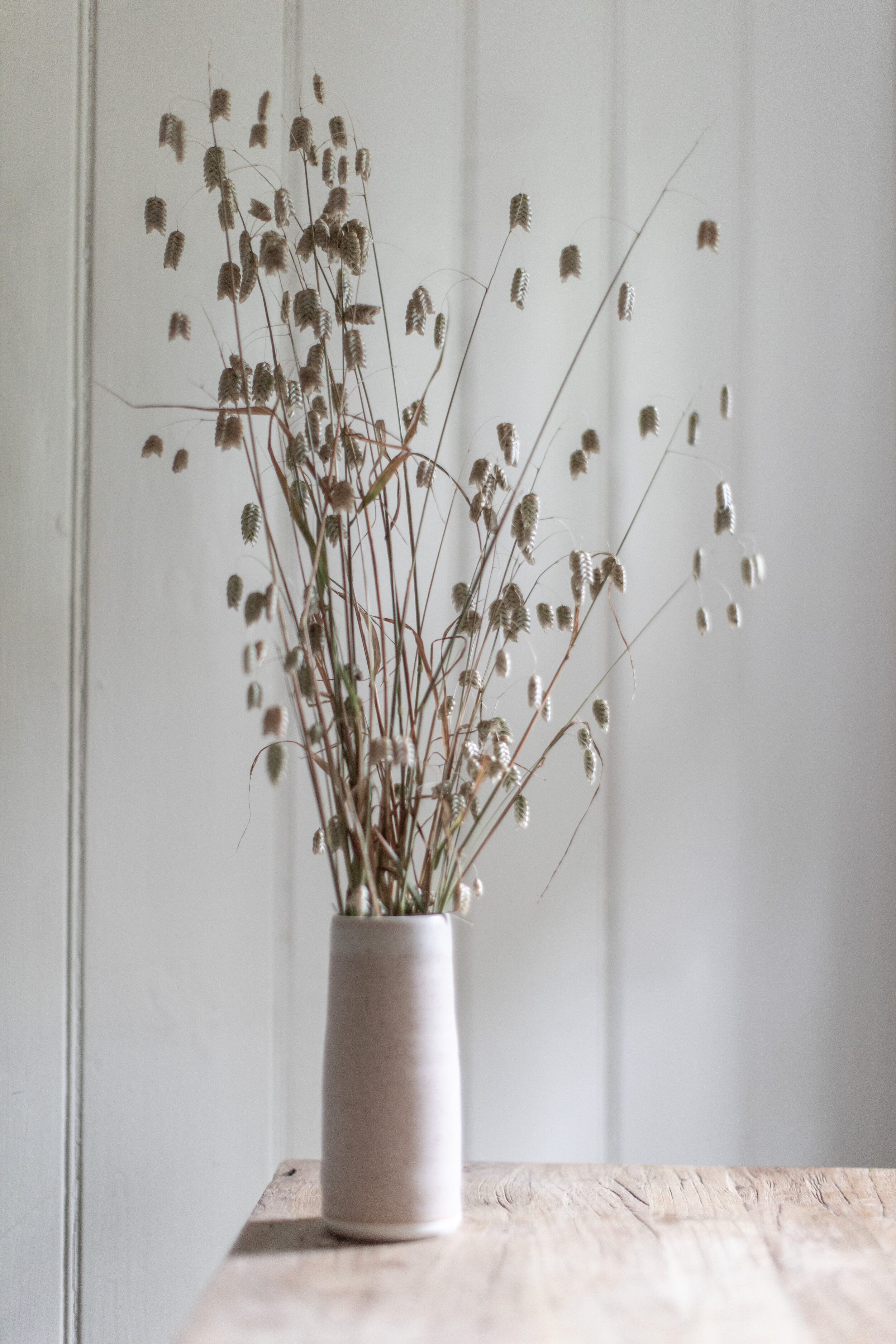 Dried Plants - Dried Grasses - Dry Flowers & Plants