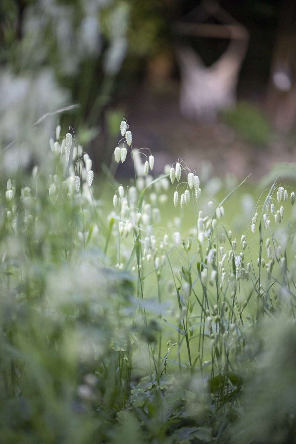 Self-seeded briza grass that I'll harvesting this autumn