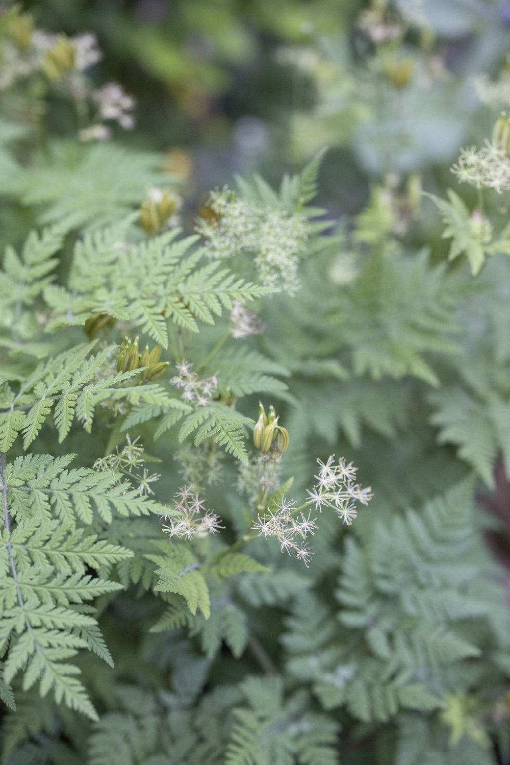 Sweet cicely in the herb bed