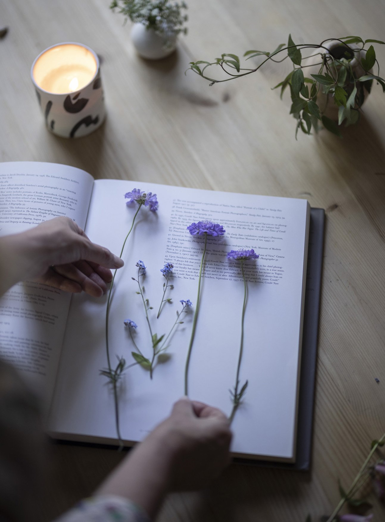 Pressing some forget-me-nots and lilac scabiosa
