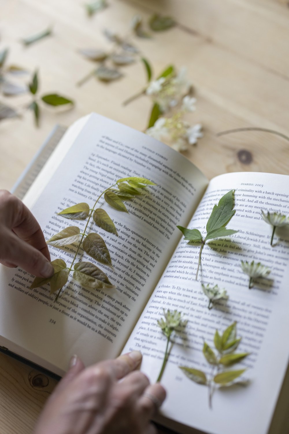 Pressing astrantia and wisteria and clematis leaves