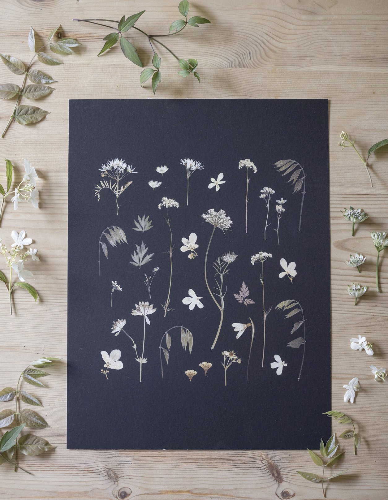 Giclée print featuring astrantia, viburnum and wisteria from my garden