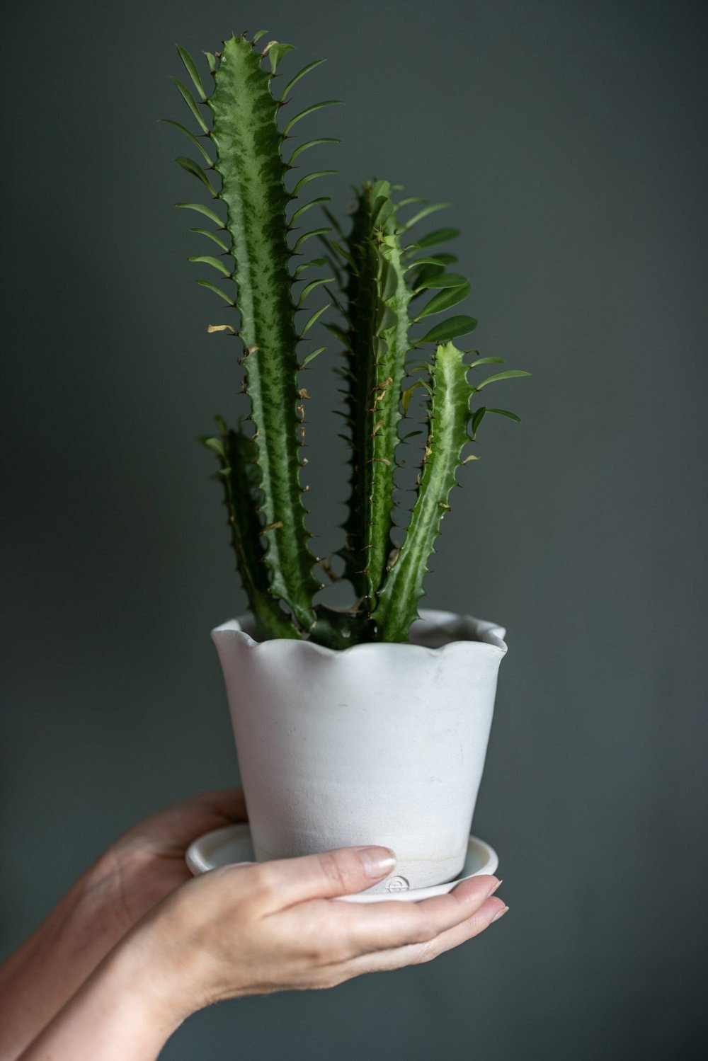 Lucy Porcelain Plant Pot - £28 - Paper Thin Moon