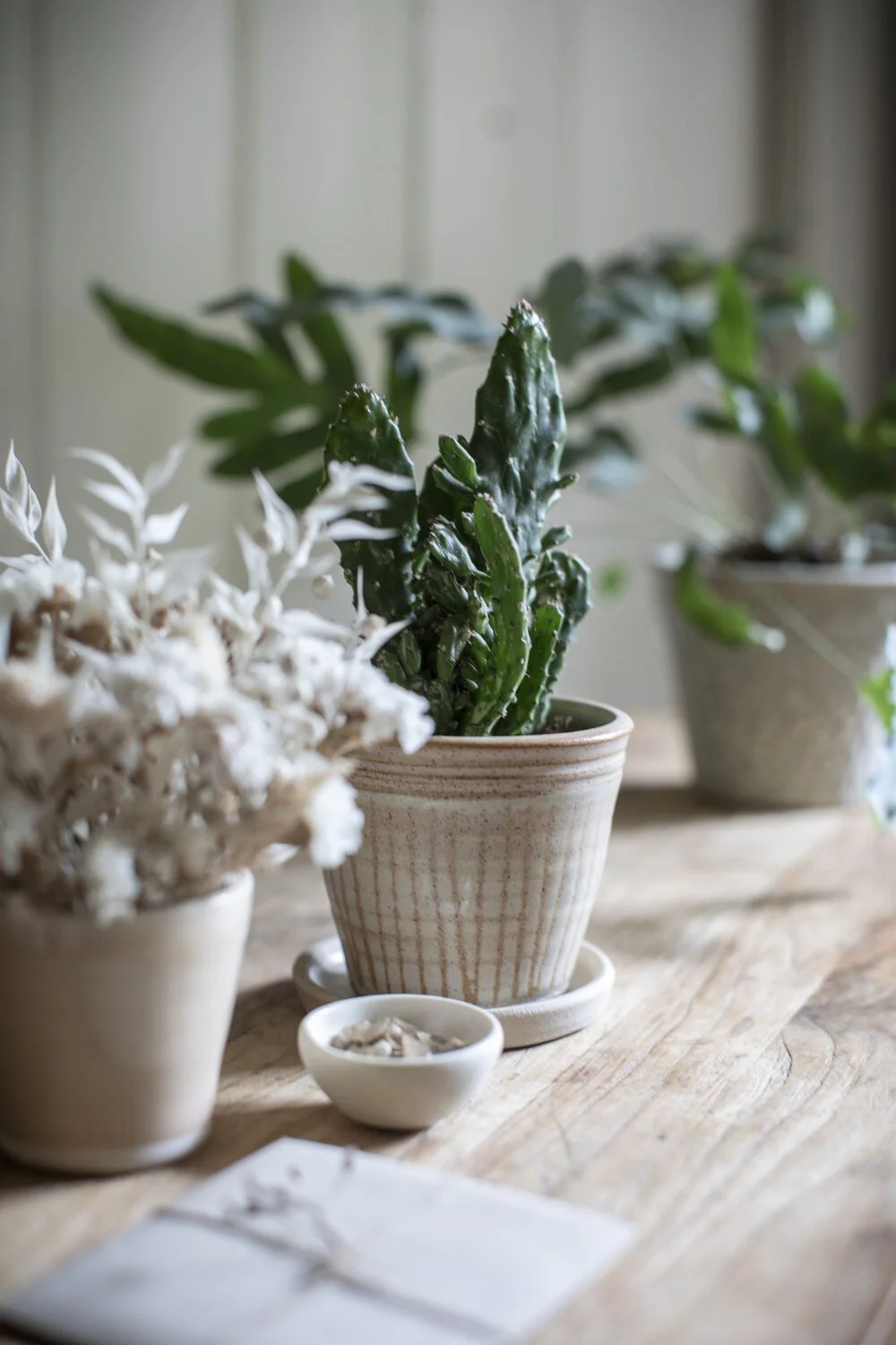 Growing Gift Set - £48 - Paper Thin Moon