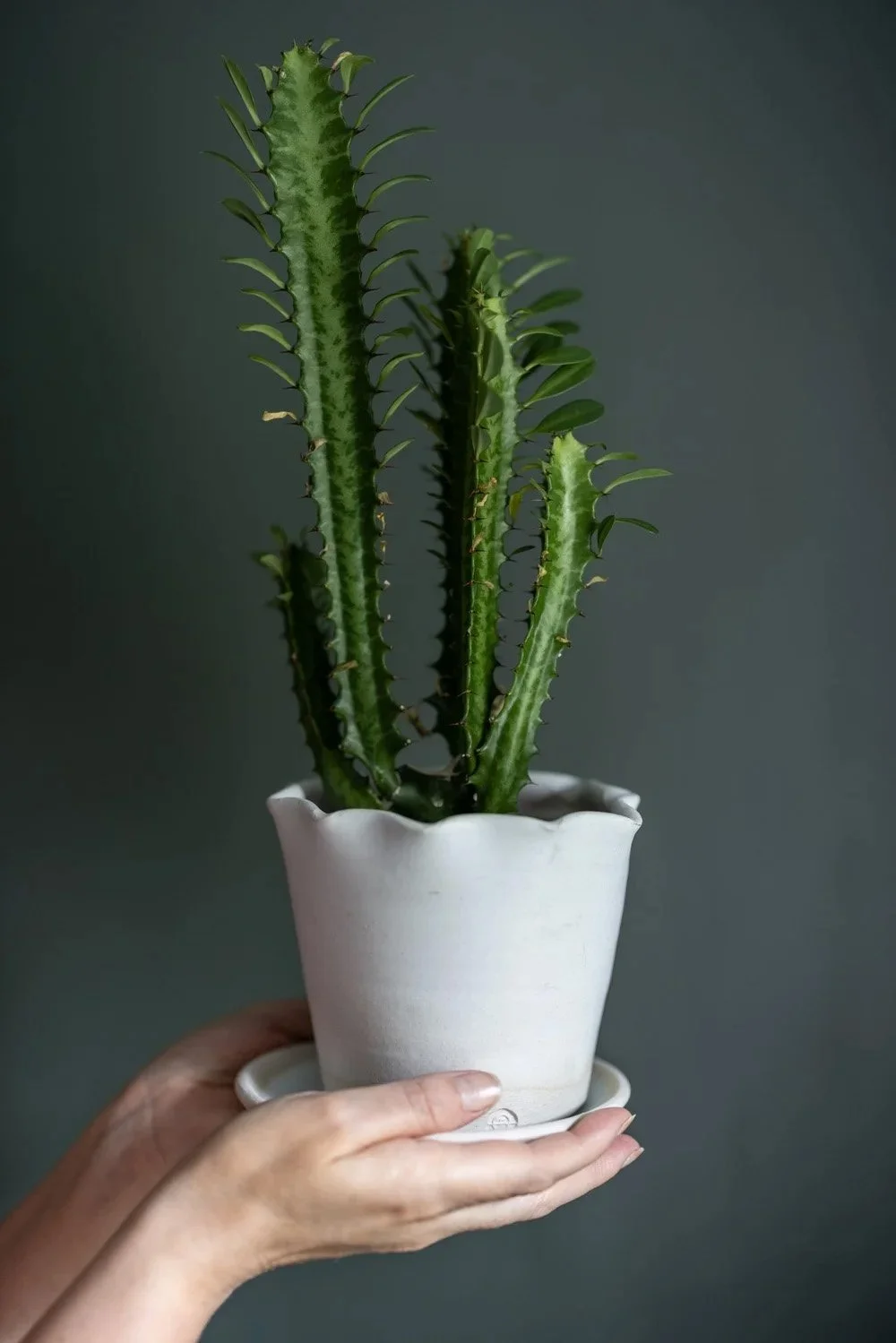 Lucy plant pot - Paper Thin Moon £32