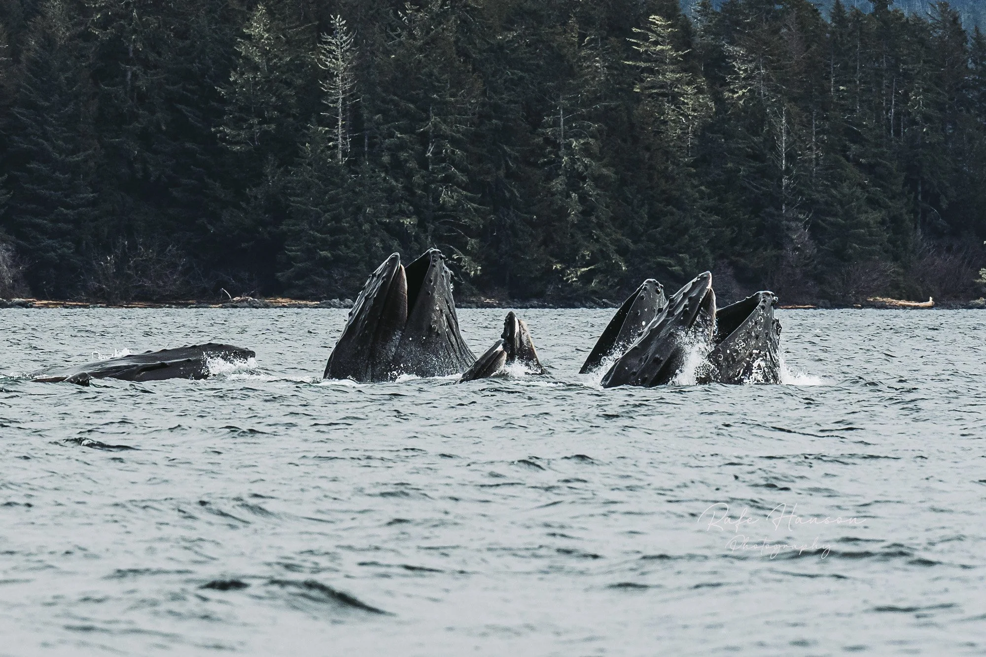 Whales In Sitka, Alaska