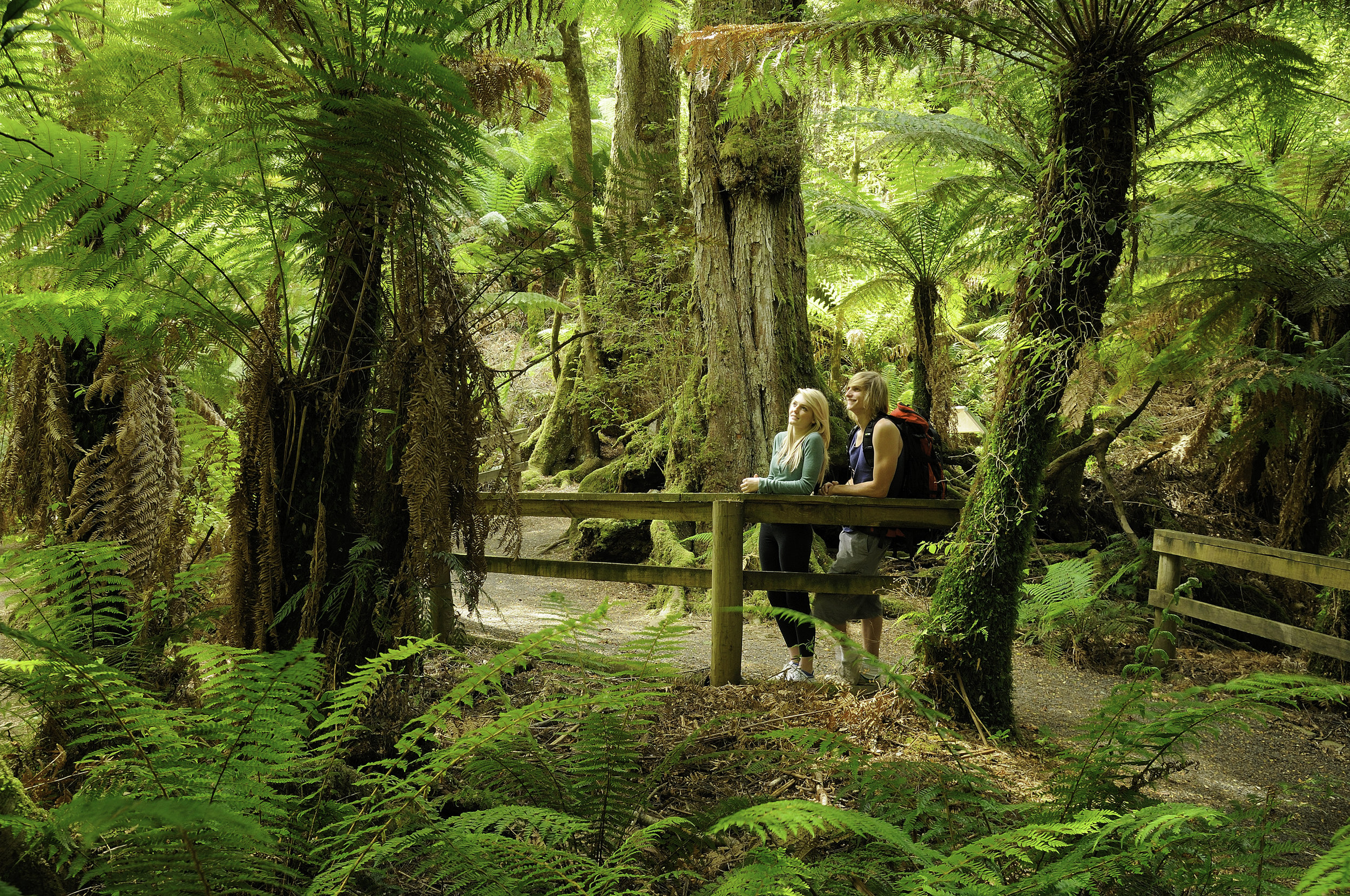 Tarra Bulga National Park.jpg
