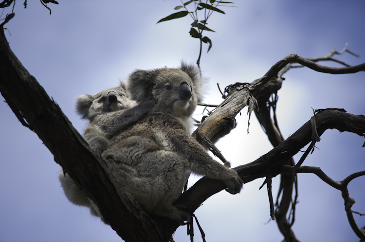 Gippsland Koalas.jpg