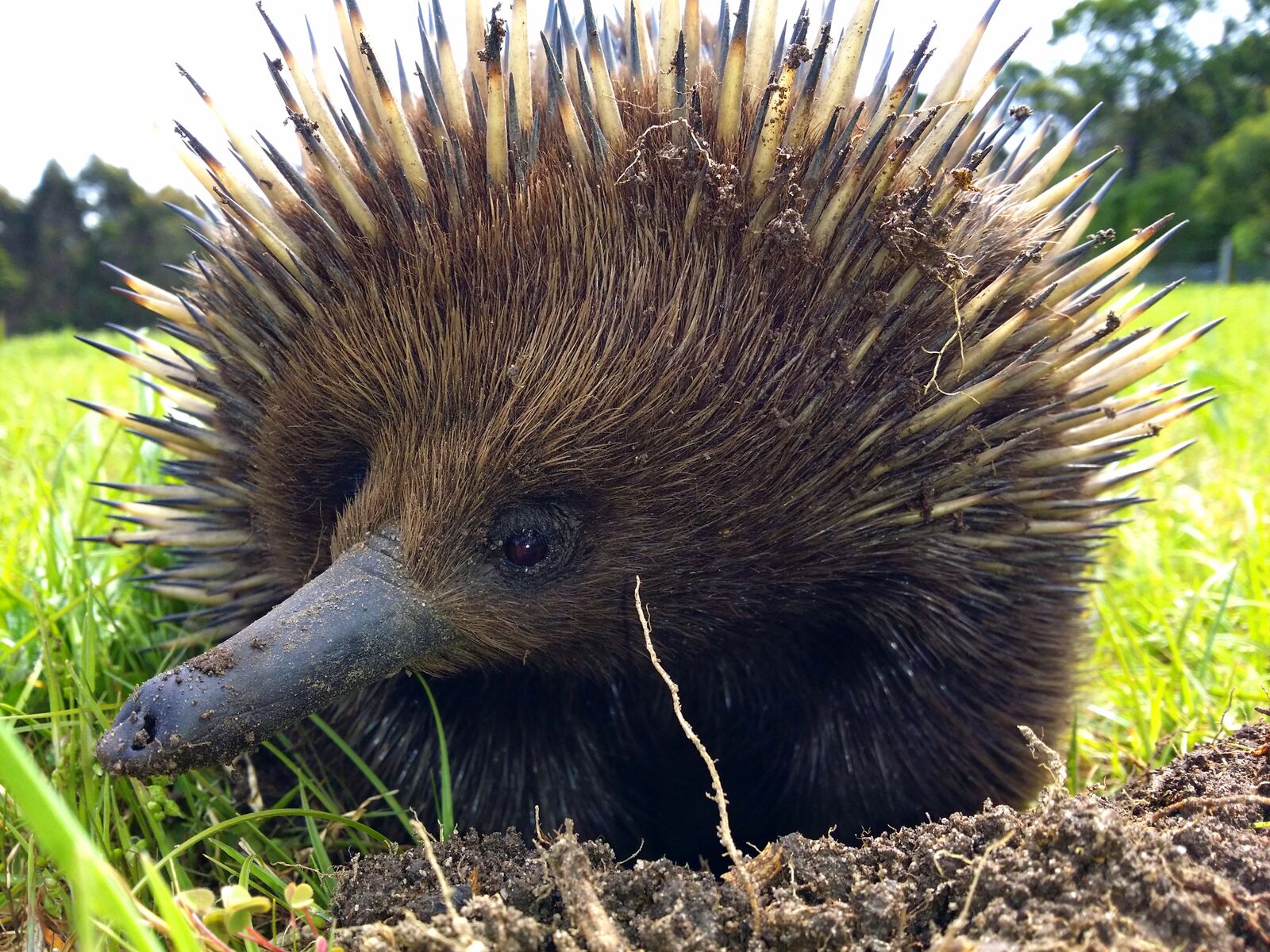 echidna.jpeg