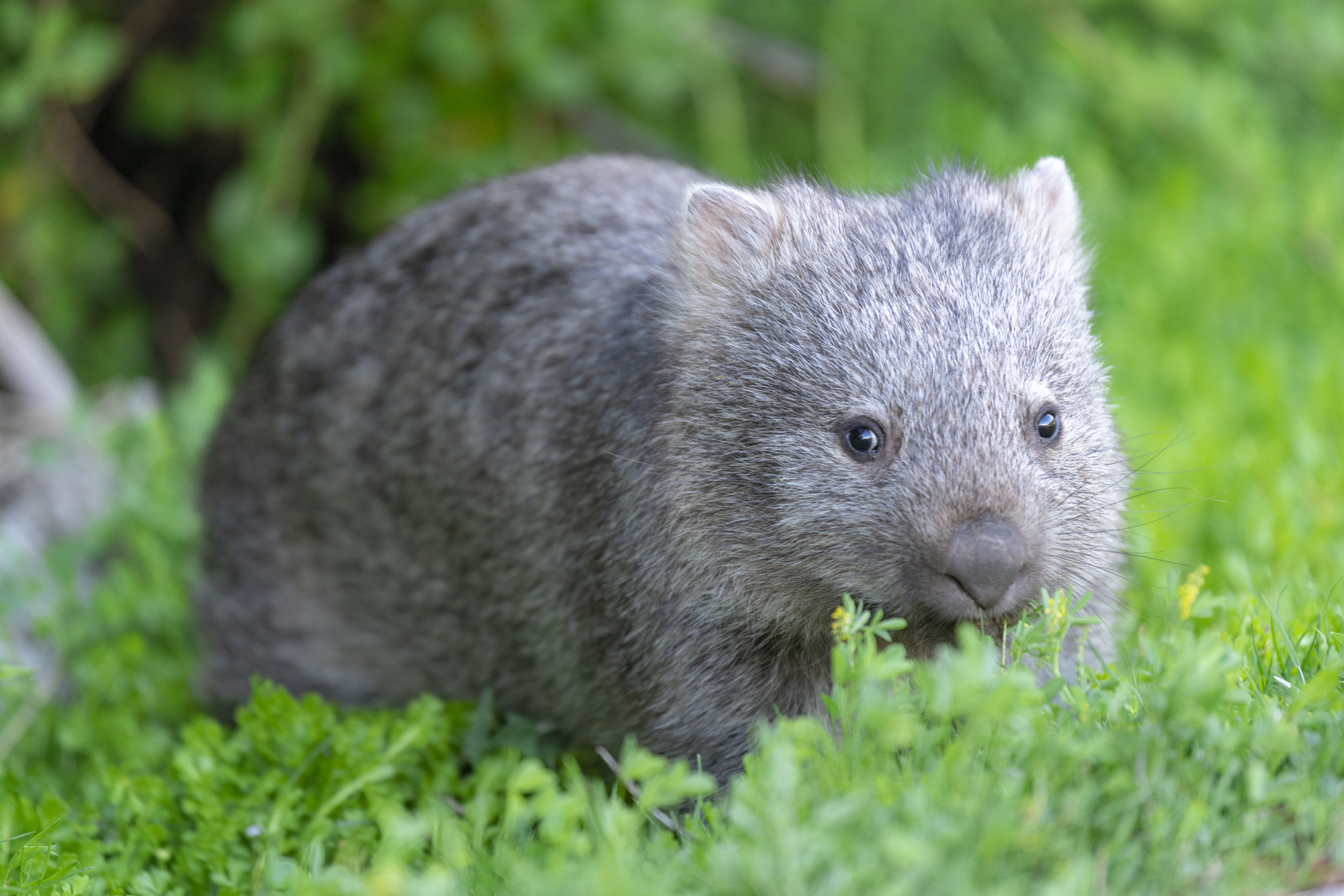 ferocious man eating wombat.jpg