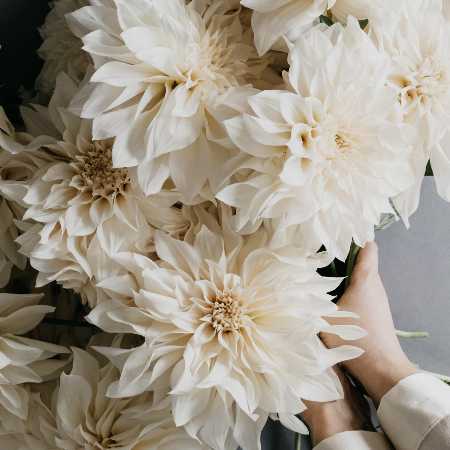Seasonal white dahlias prepared as part of the Career Course at The UK School of Floristry, focusing on professional floristry skills, flower handling, technique and refined floral design for those pursuing a career in flowers.