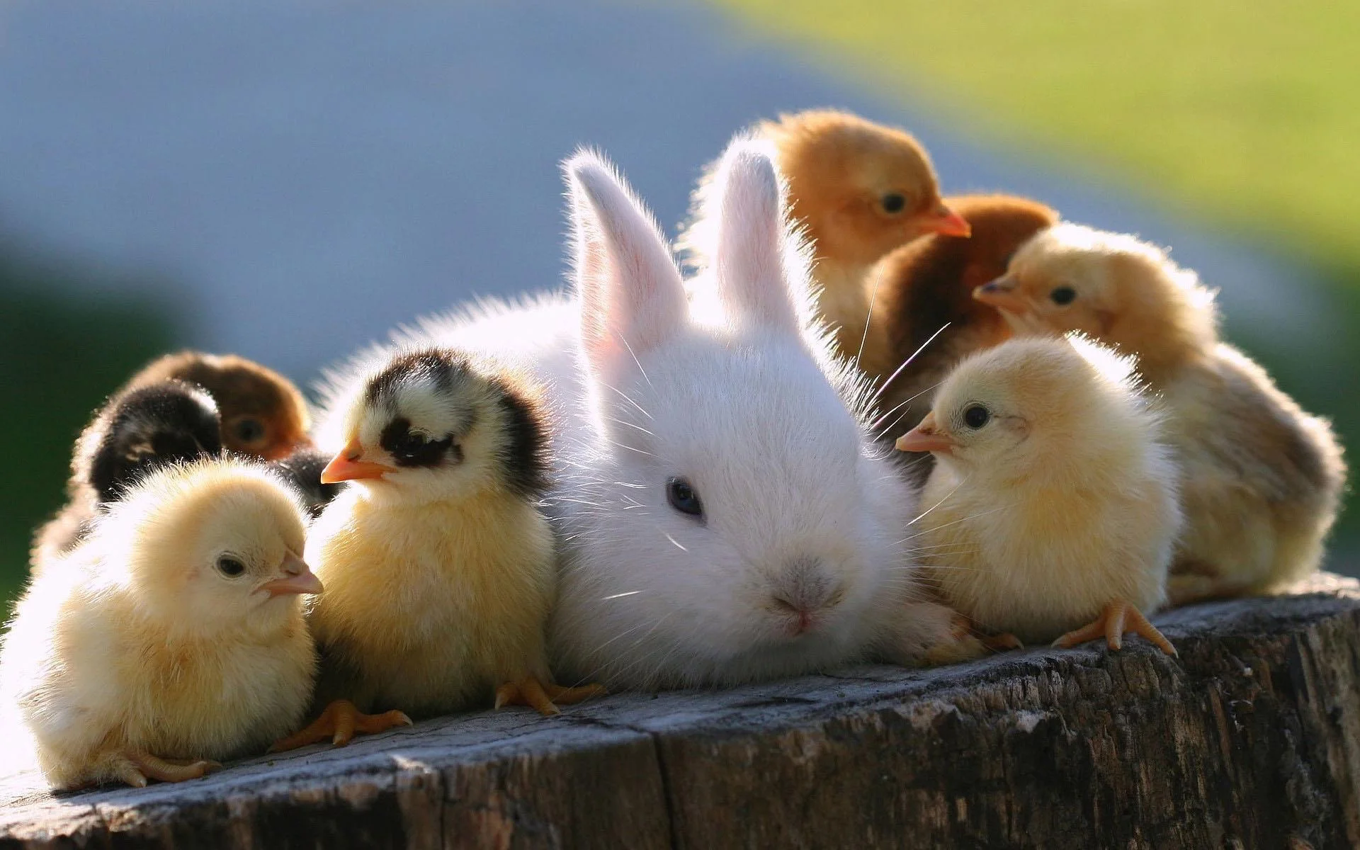6158307-images-animals.jpg
