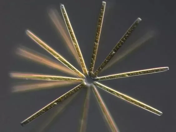 diatom.jpg