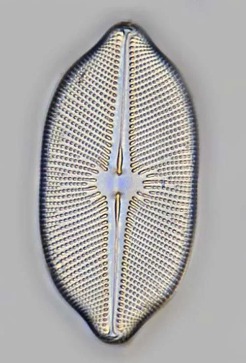 diatom43tt.jpg