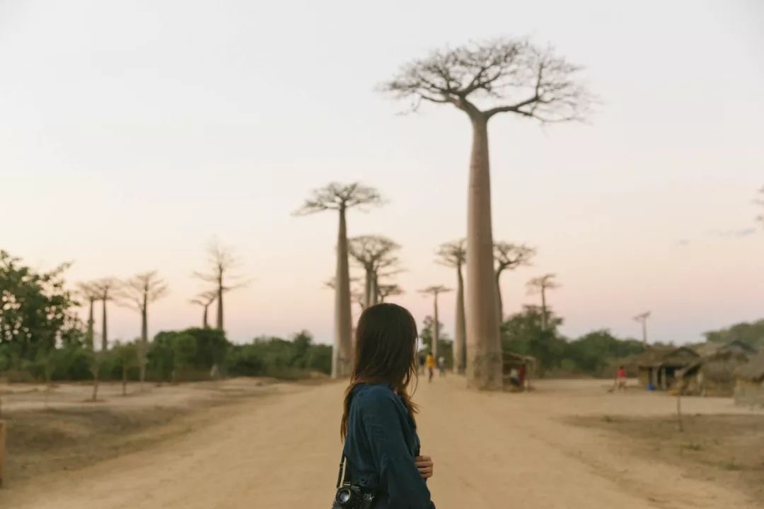 The Alley of Baobabs, Madagascar, July 2018