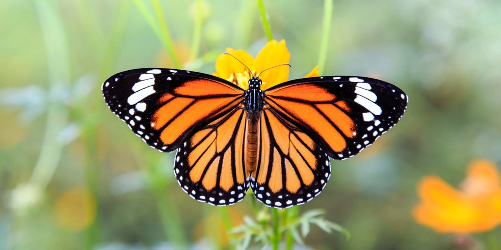 butterfly.jpg