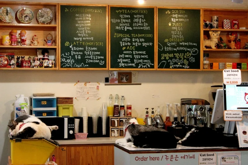 Cat Café in Myeongdong
