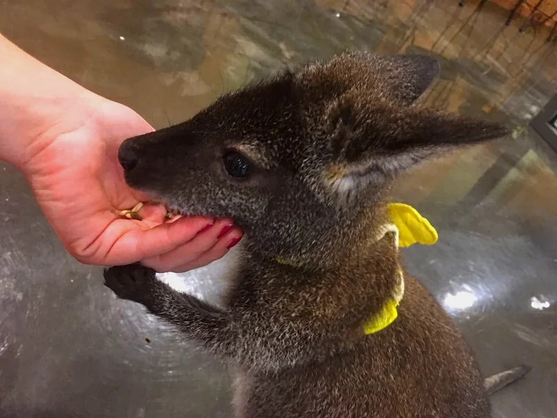 Wallaby Dame im Meerkat Friends Café