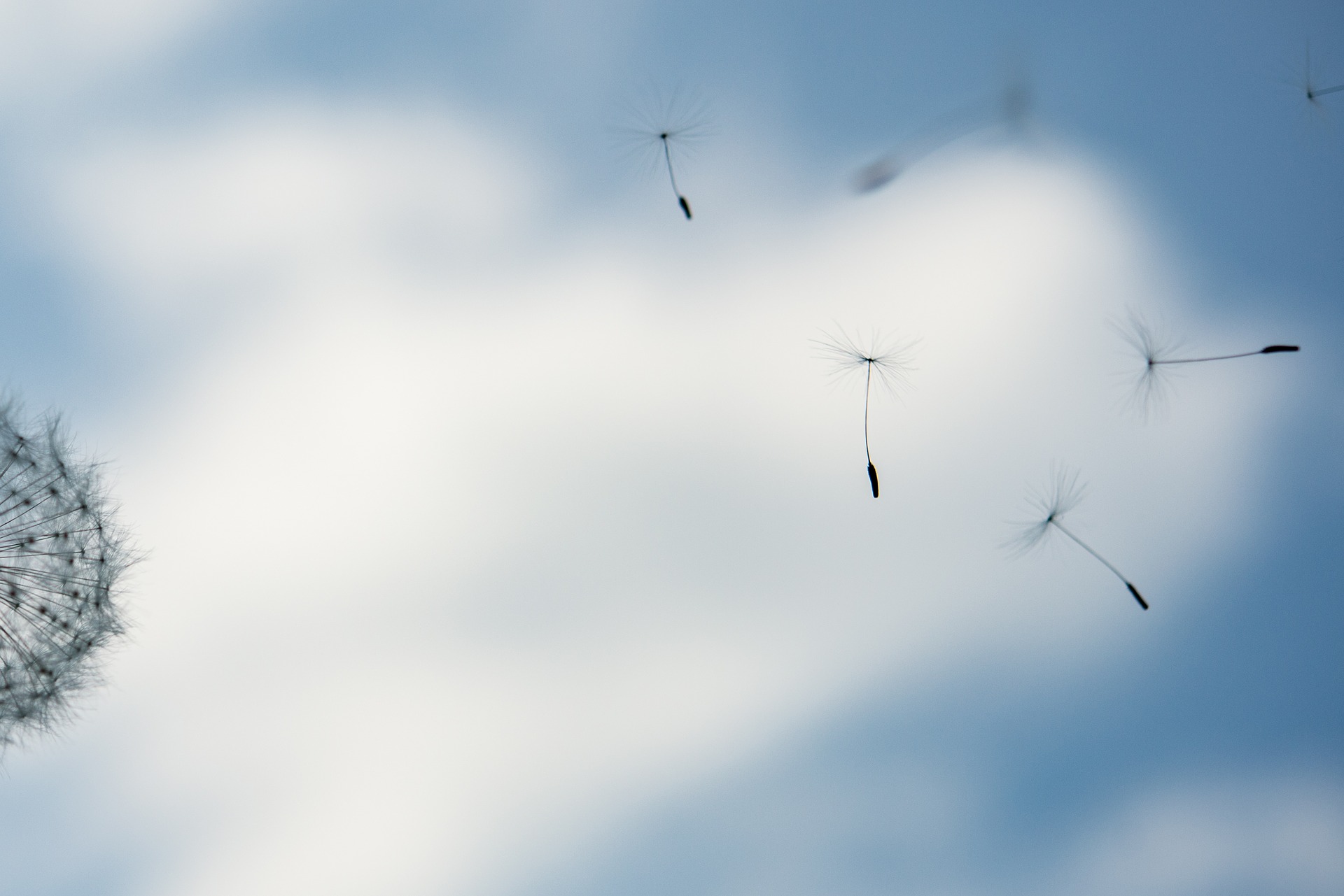 dandelion-2293826_1920.jpg