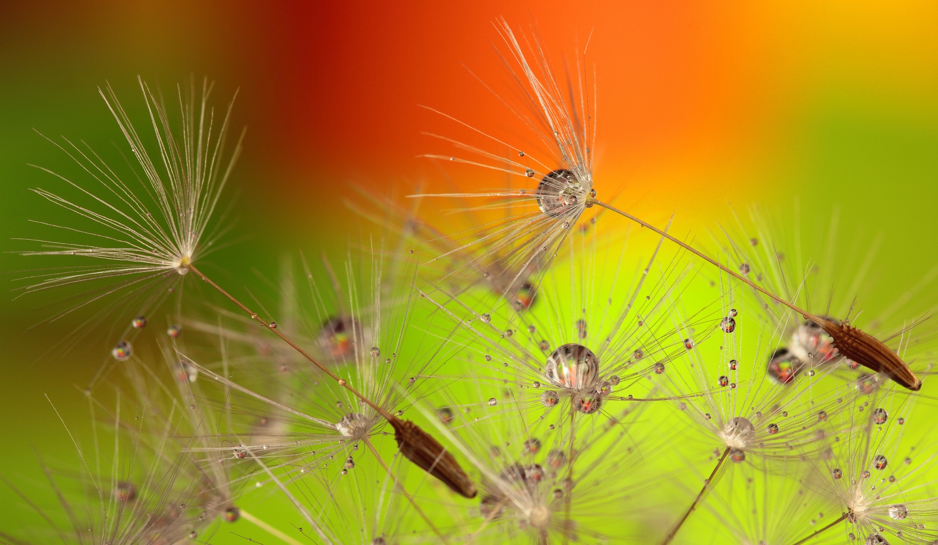 dandelion-319939_1920.jpg