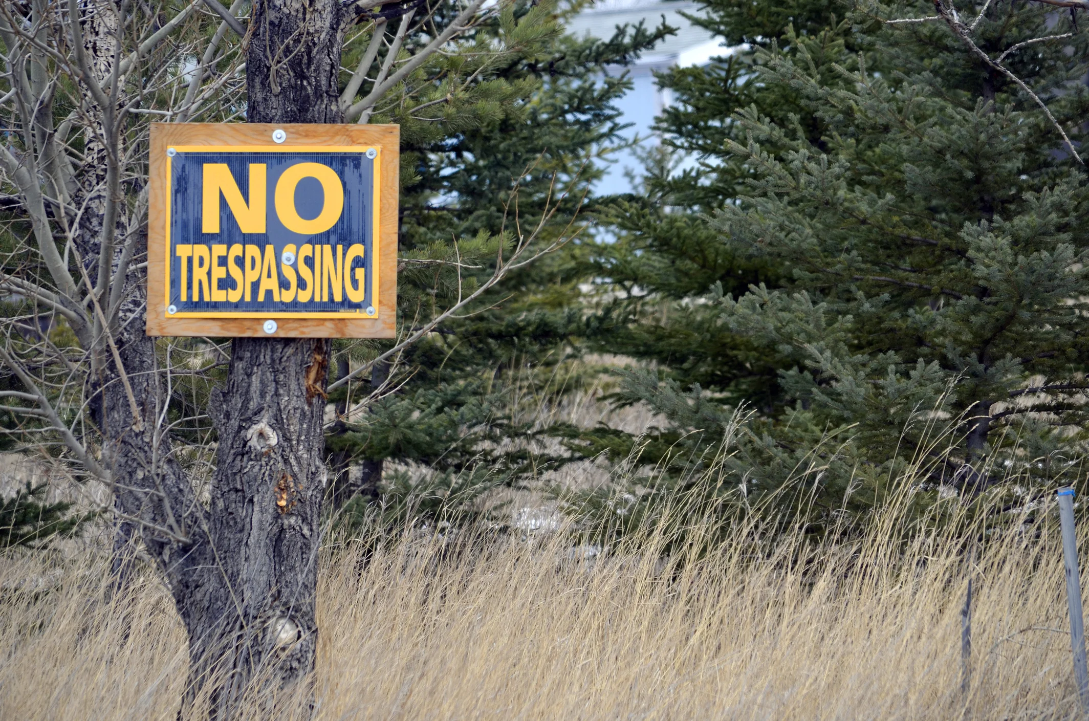 Timber Trespass in Michigan
