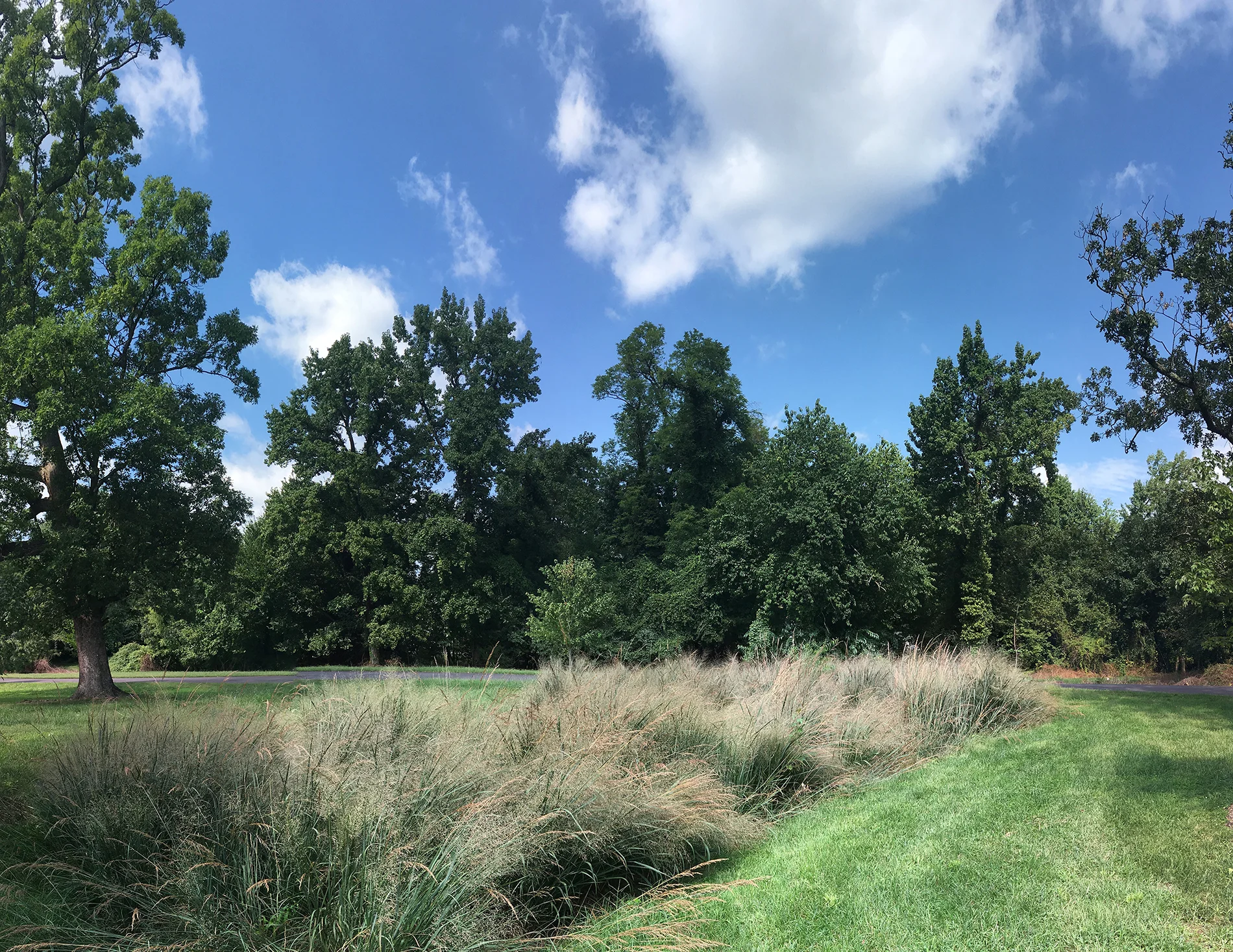 (Post installation photos: showing bio-retention ponds, @ east and west quad areas for married couples. Our hardscape design work mentioned in the narrative above has been fully installed, but still have another several years of substantial growth and supervision, before the organic component of our design reaches full maturity and catches up to everything else. East quad bio retention pond utilizes a meadow grass community structure, while the west quad counterpart reflects more of a woodland community plant structure) (Photo showing east quad bio-retention pond at start of summer 2017)