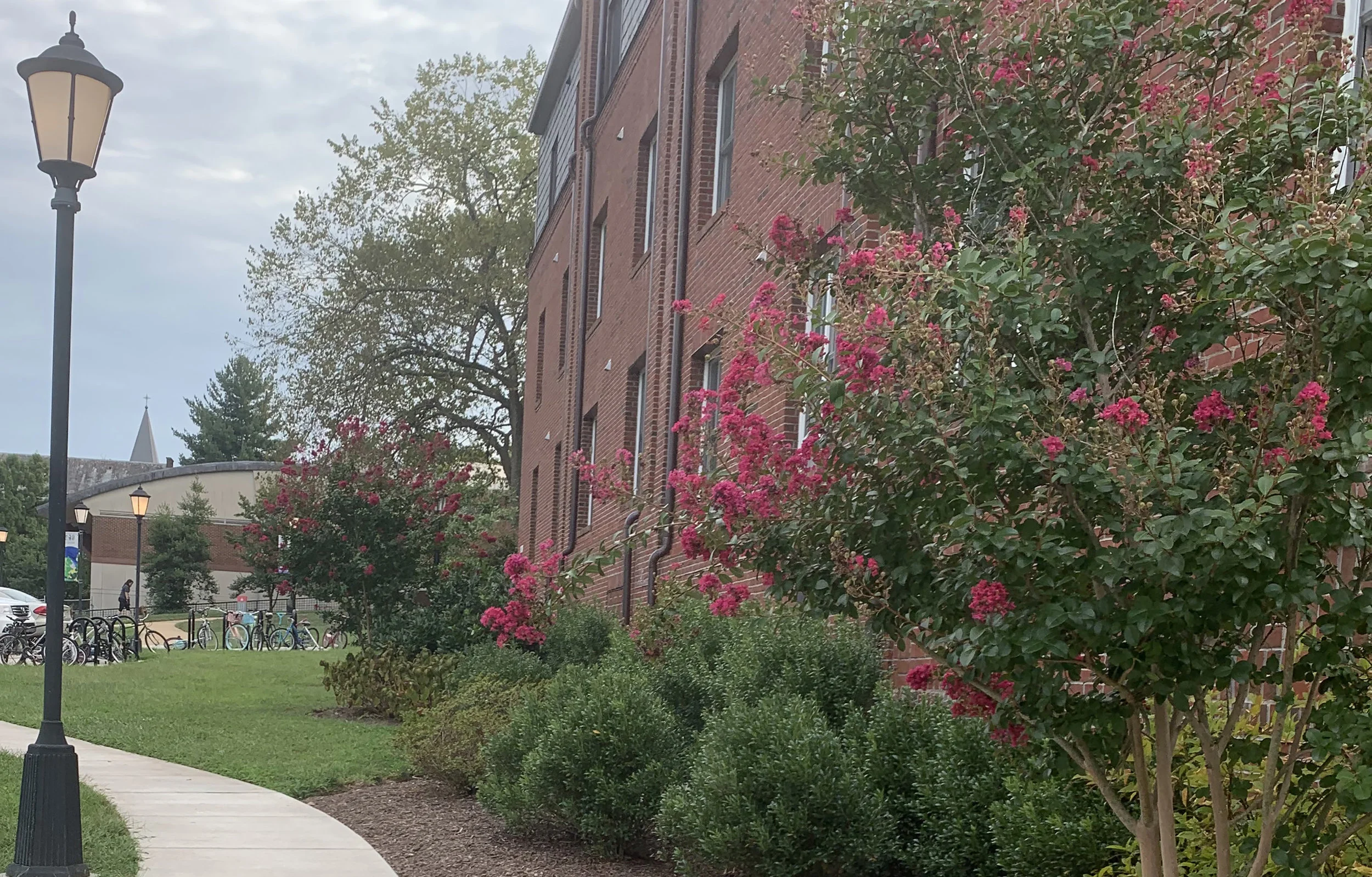Photo showing planted bio-retention boxes - fall of 2019.