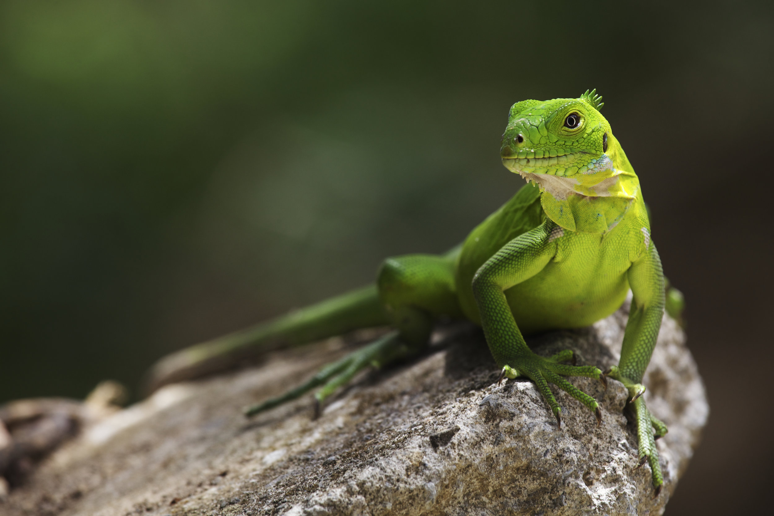 Opwall - Dominica 2014 © Benjamin Sadd 6803.jpg