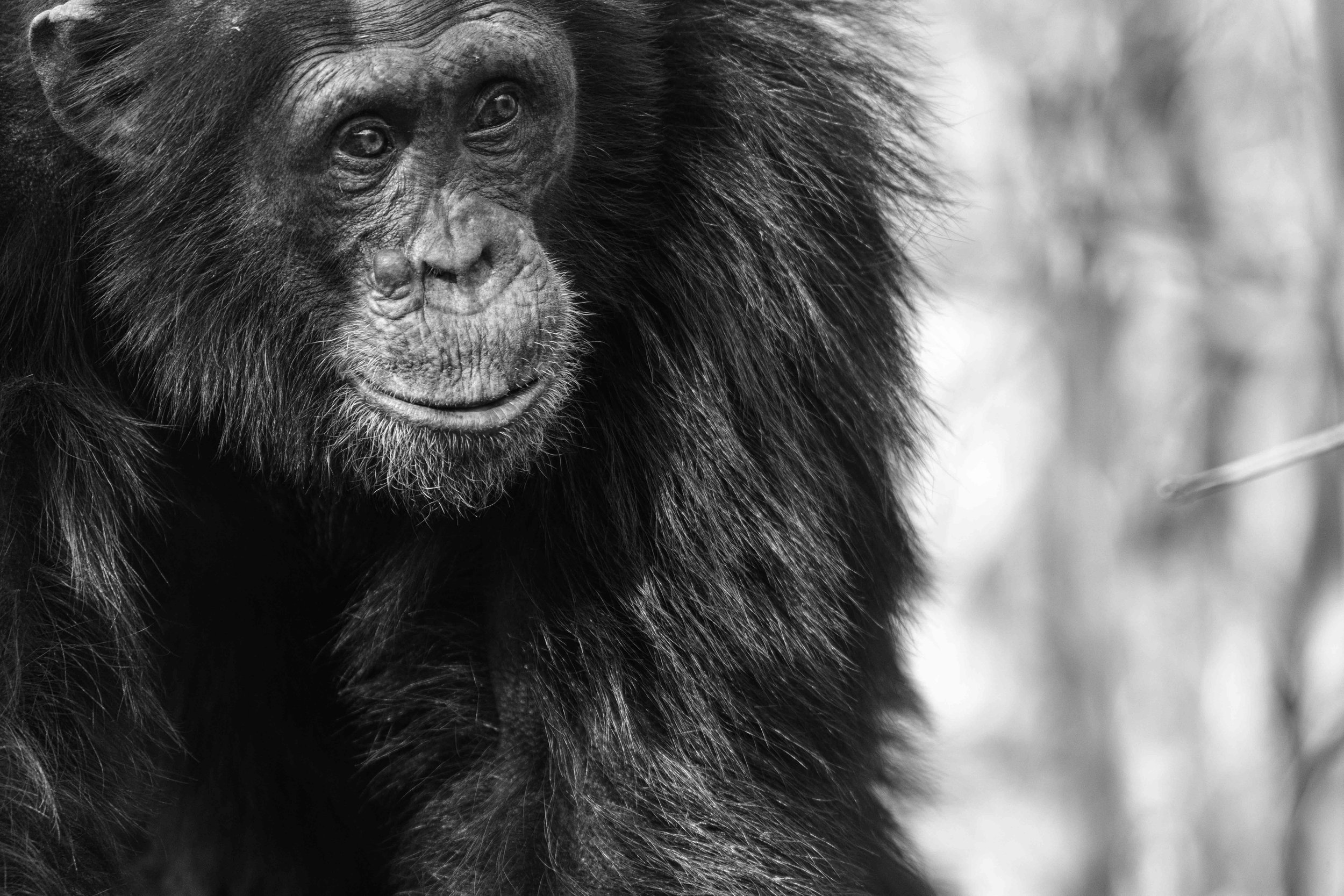 Benjamin Sadd_Humanlike-Chimps of Fongoli-0546.jpg