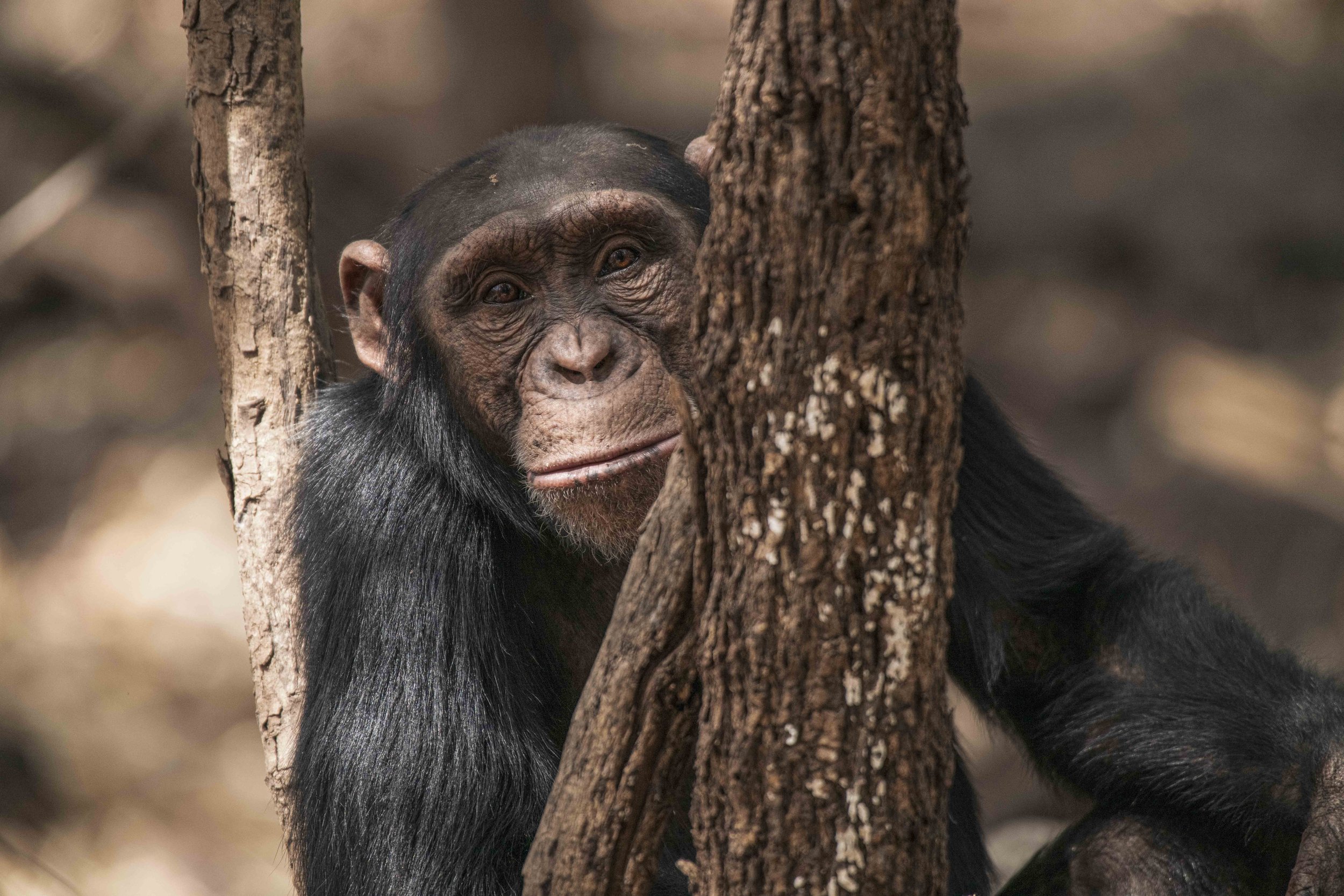 Benjamin Sadd_Humanlike-Chimps of Fongoli-0263.jpg