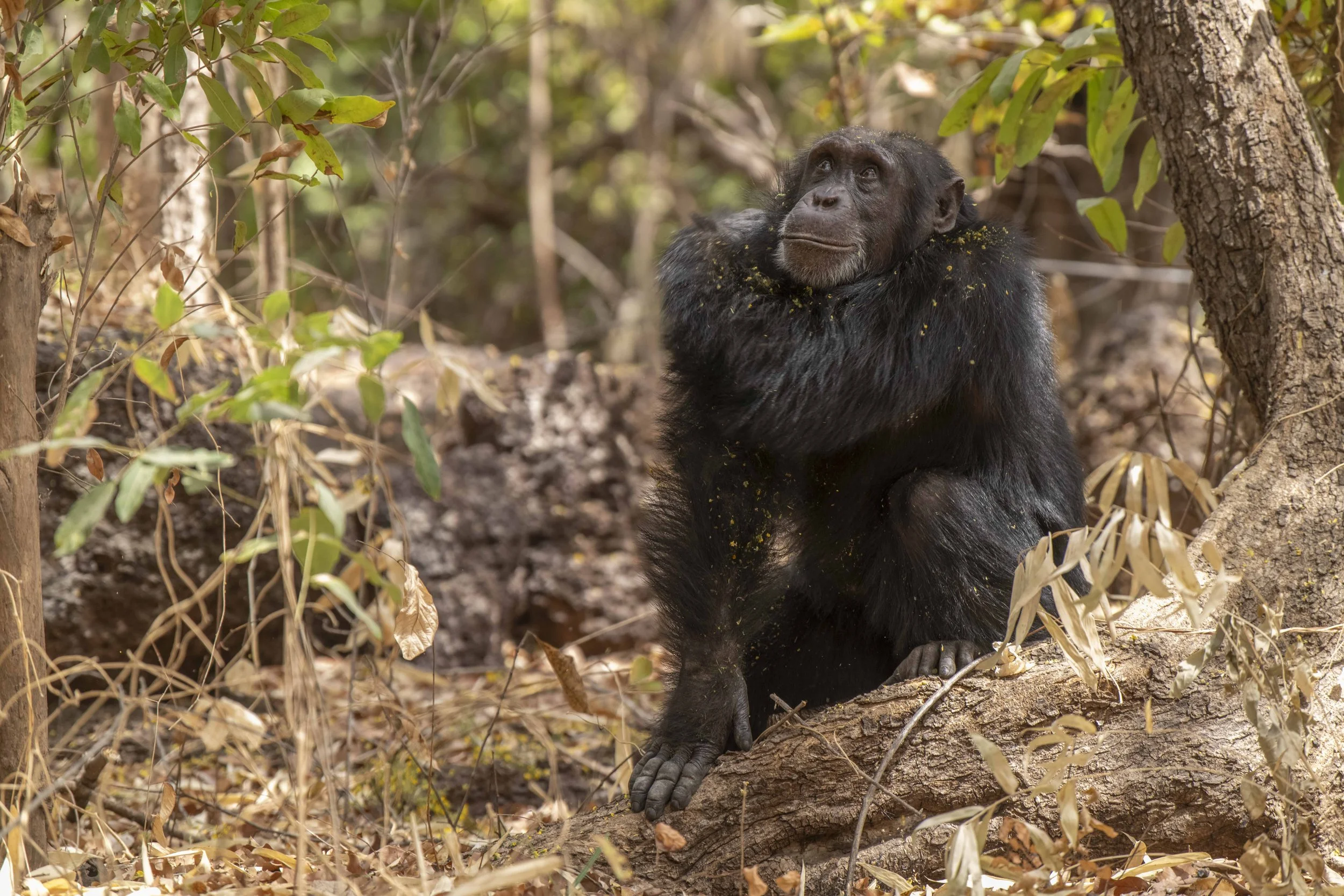 Benjamin Sadd_Humanlike-Chimps of Fongoli-0250.jpg