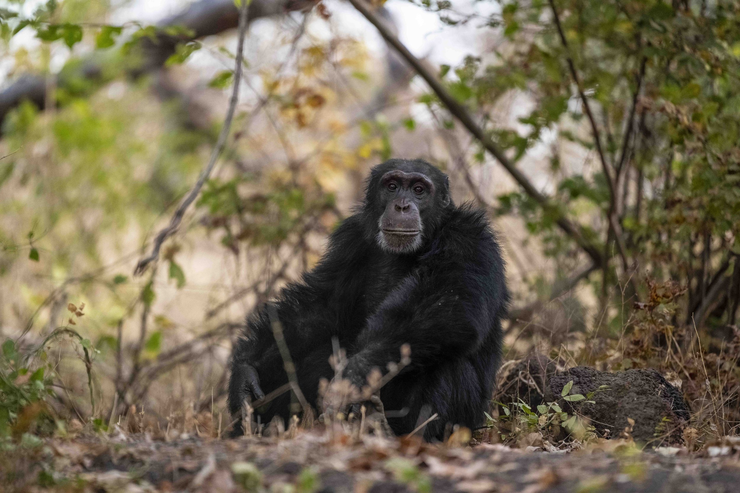 Benjamin Sadd_Humanlike-Chimps of Fongoli-0186.jpg