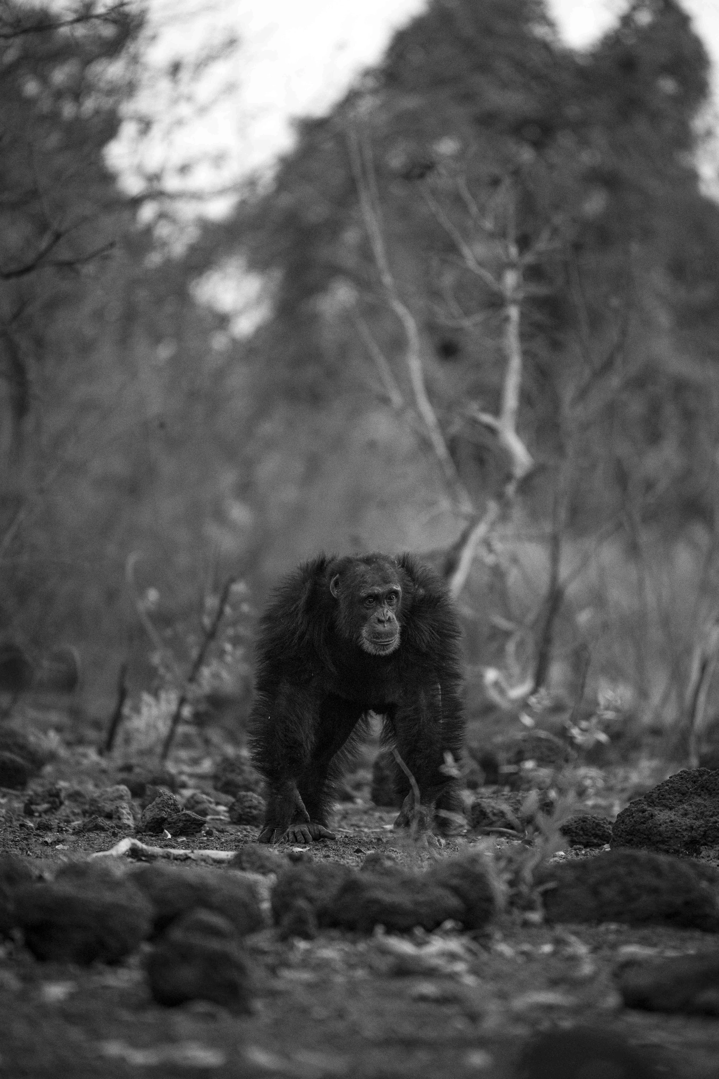 Benjamin Sadd_Humanlike-Chimps of Fongoli-0033.jpg