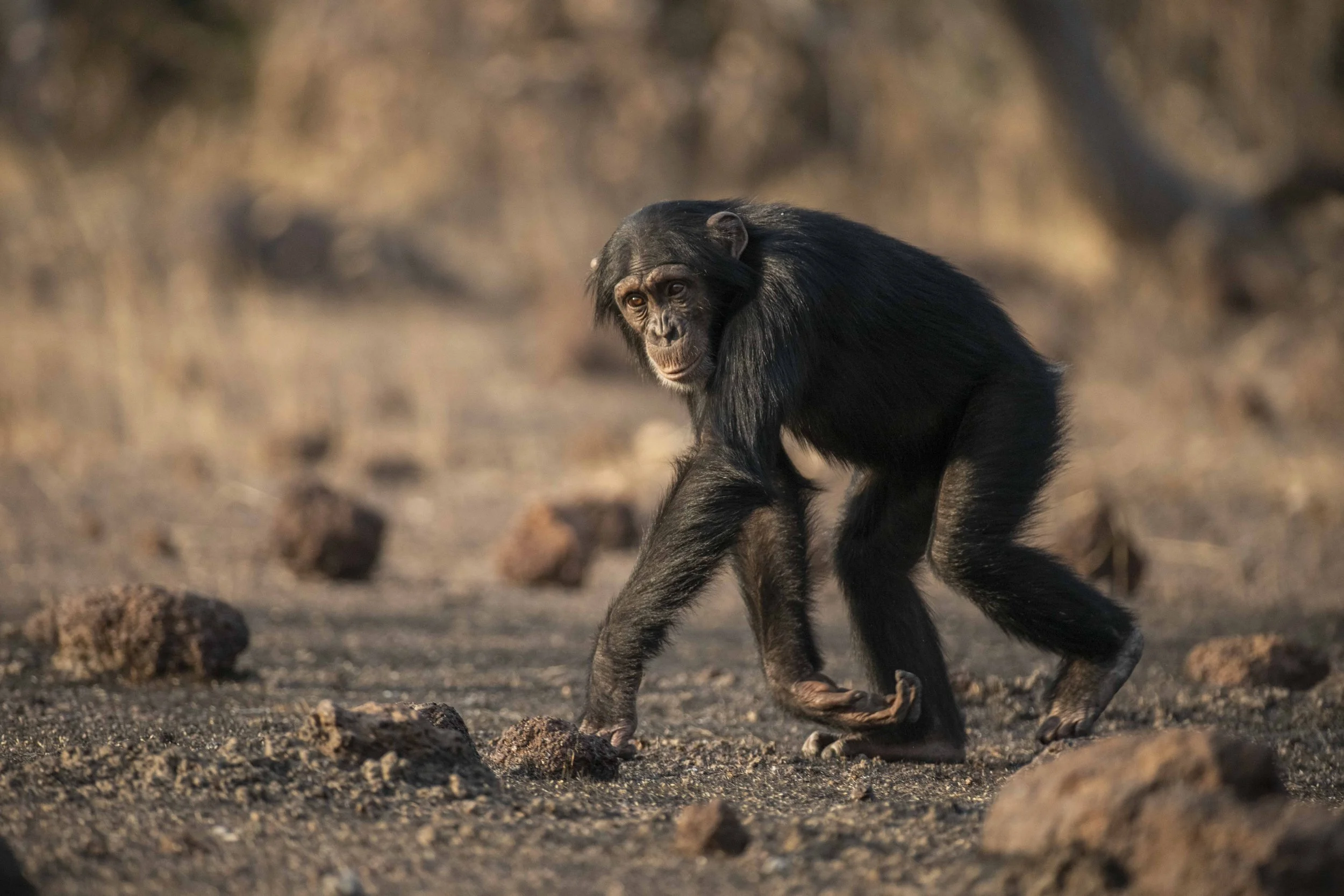 Benjamin Sadd_Humanlike-Chimps of Fongoli-2772.jpg