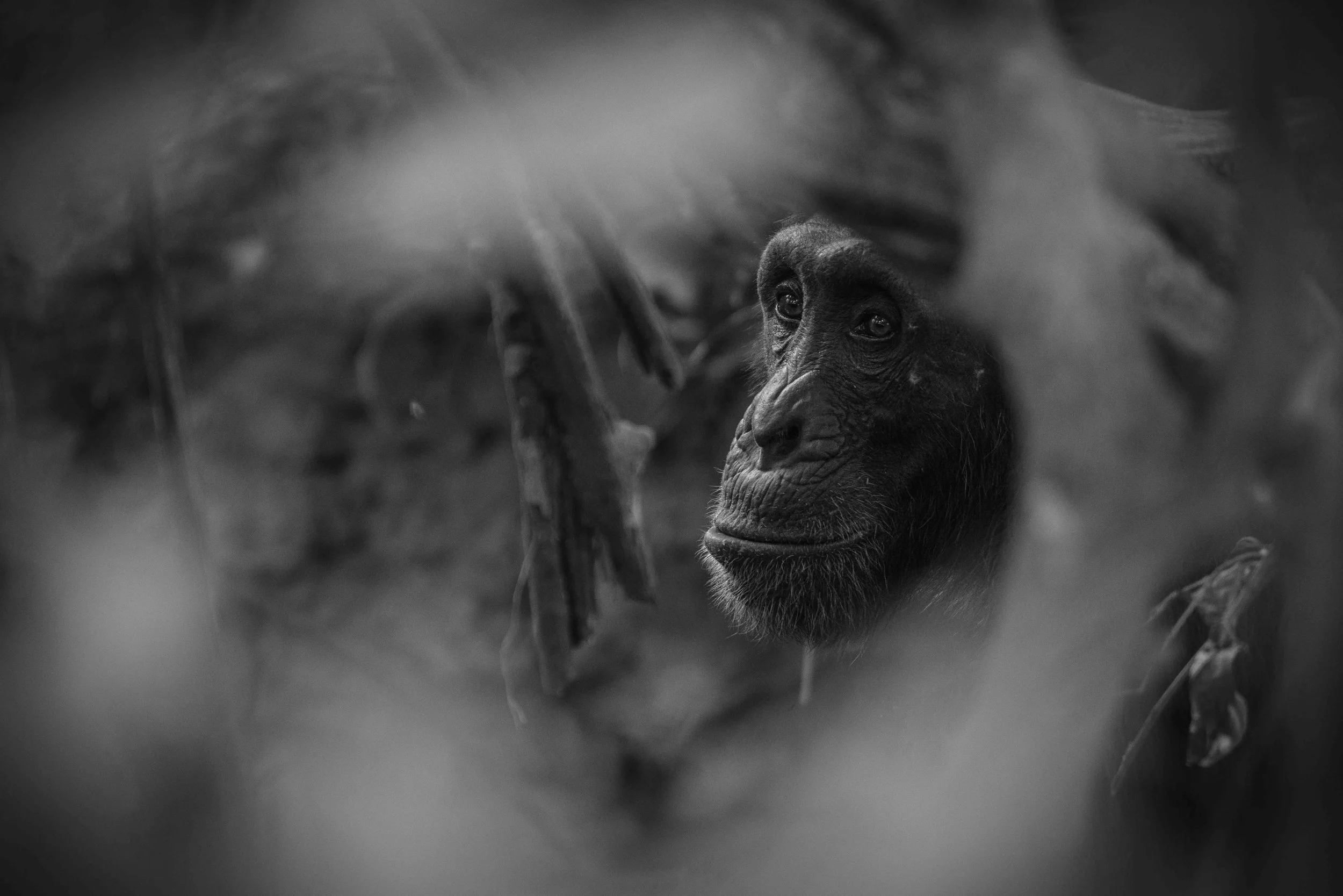 Benjamin Sadd_Humanlike-Chimps of Fongoli-0366.jpg