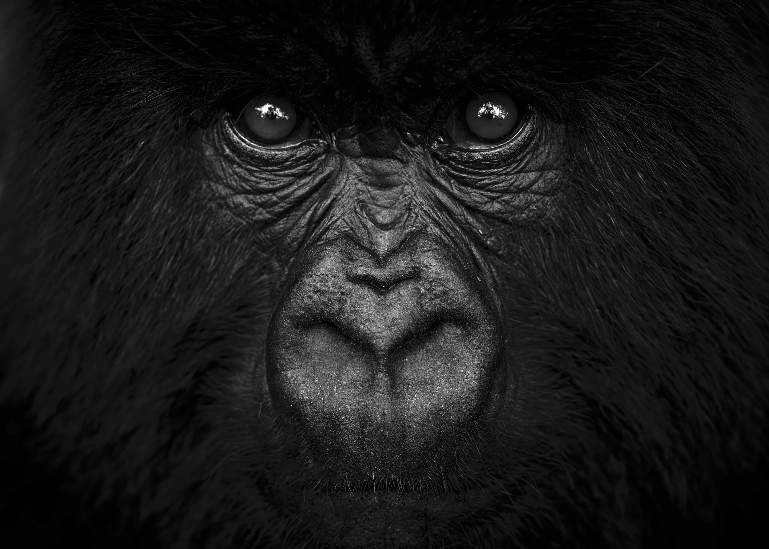 Benjamin Sadd_A Gorilla Story-.jpg