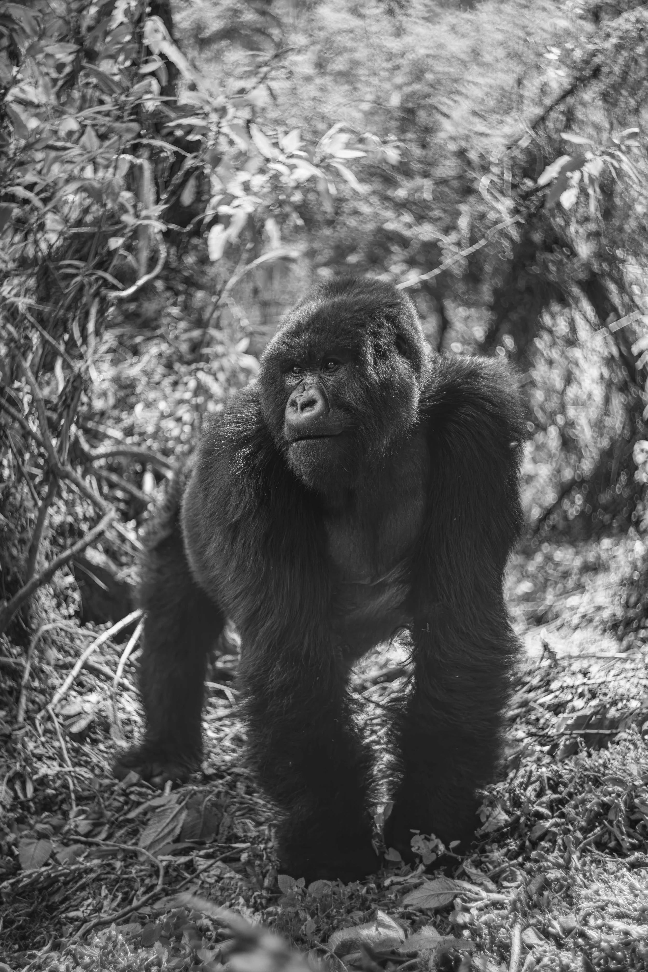 Benjamin Sadd_A Gorilla Story-6.jpg