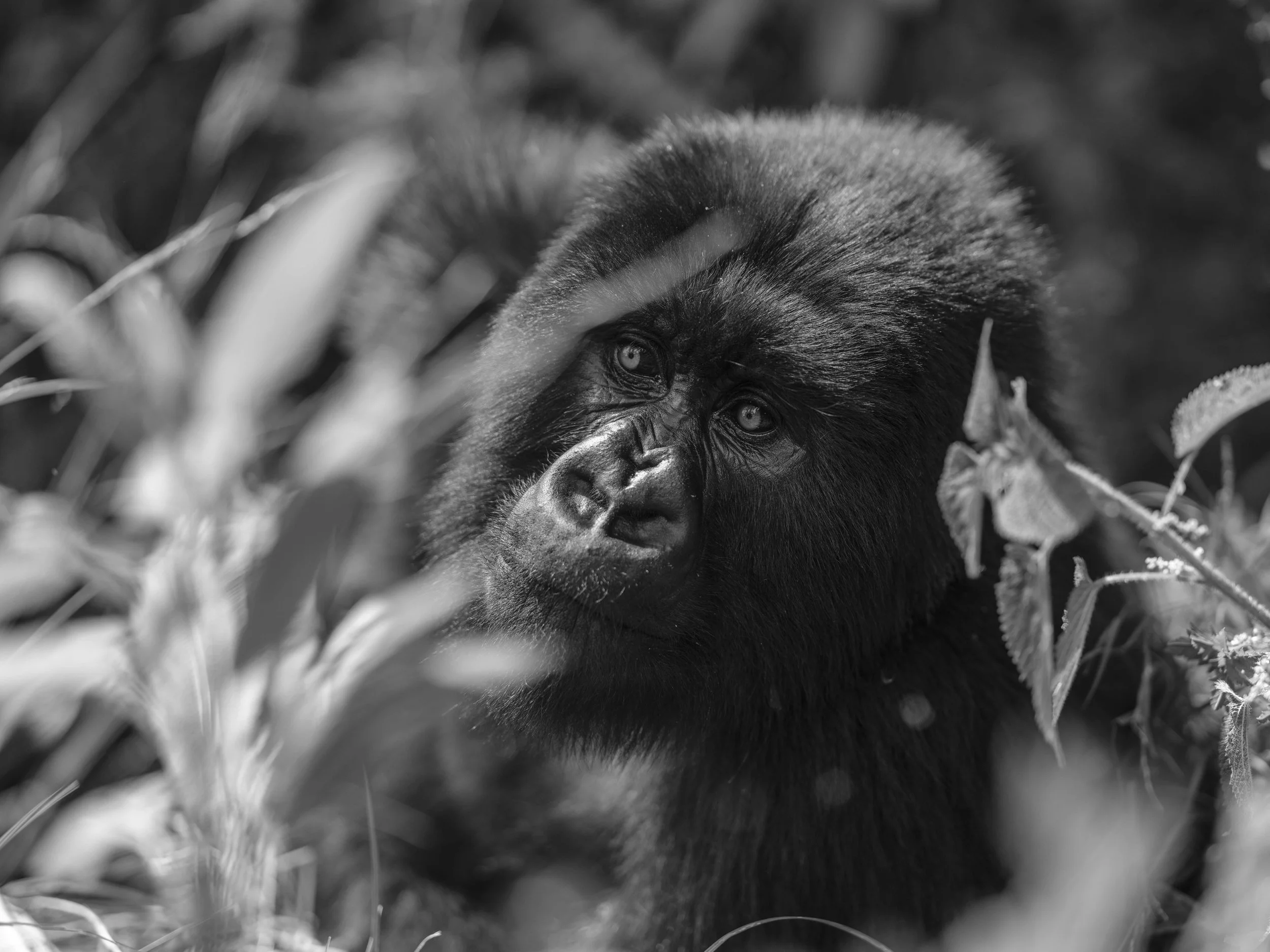Benjamin Sadd_A Gorilla Story-0562.jpg