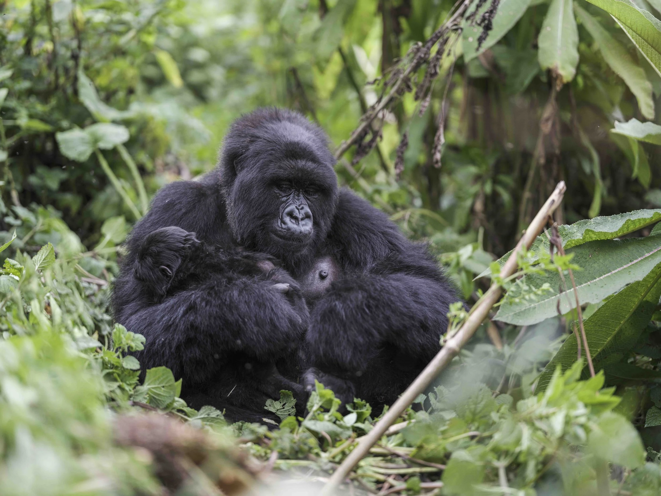 Benjamin Sadd_A Gorilla Story-0989.jpg