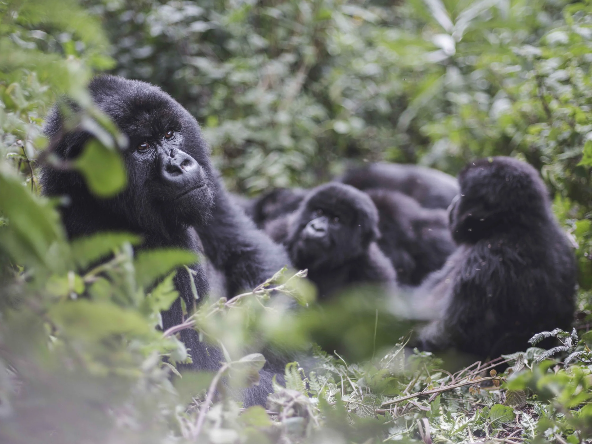 Benjamin Sadd_A Gorilla Story-1071.jpg