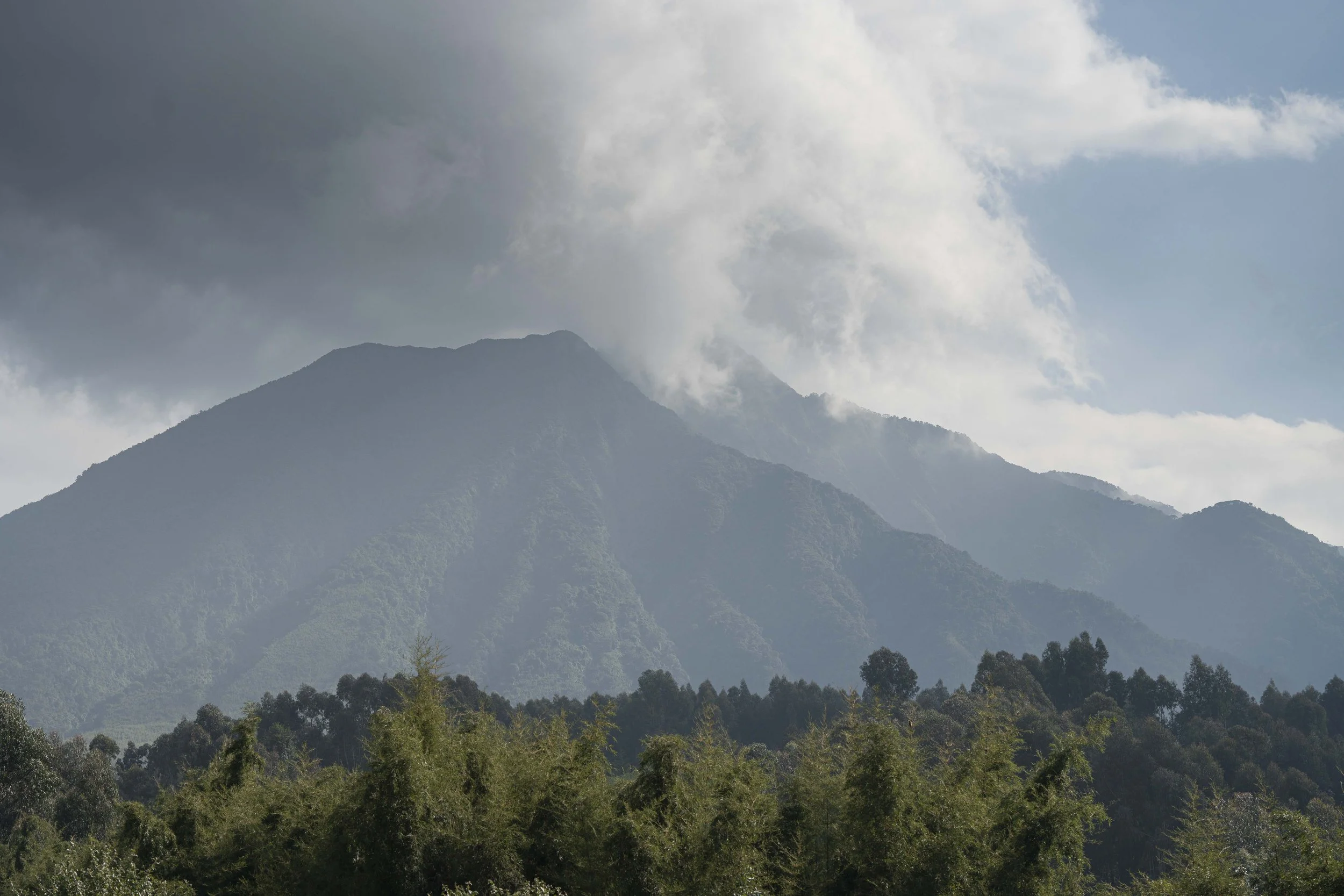 Benjamin Sadd_A Gorilla Story-08128.jpg