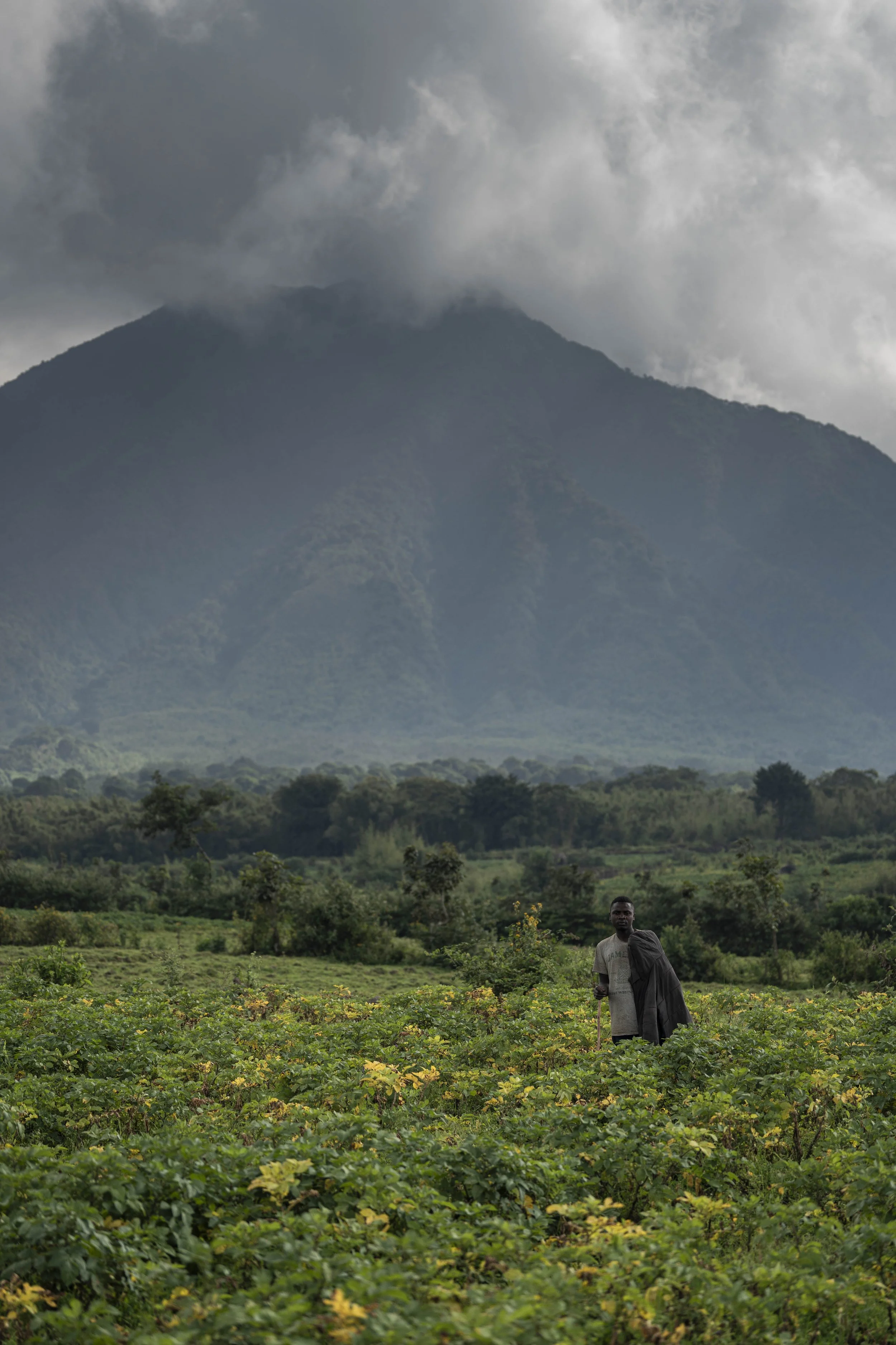 Benjamin Sadd_A Gorilla Story-08133.jpg