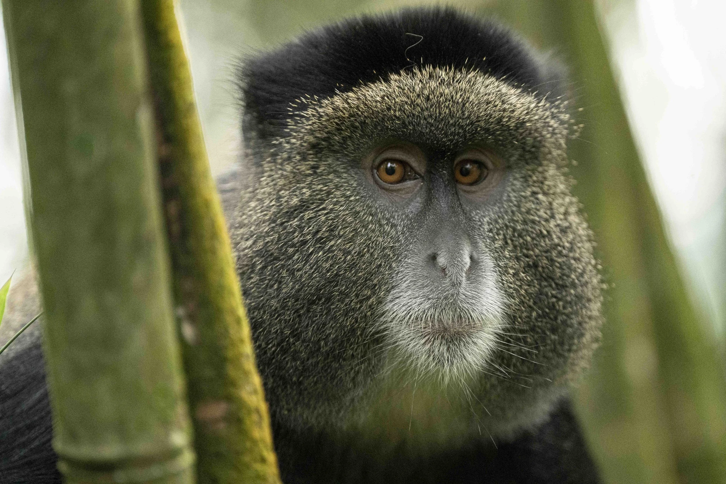 Benjamin Sadd_A Gorilla Story-08146.jpg