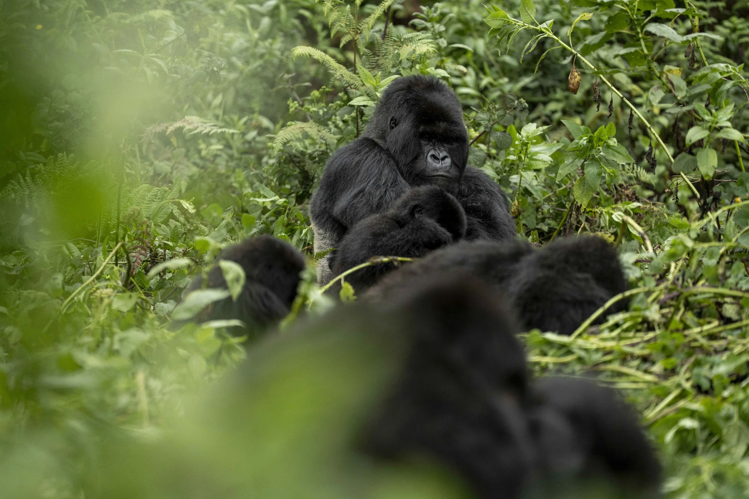 Benjamin Sadd_A Gorilla Story-08340.jpg
