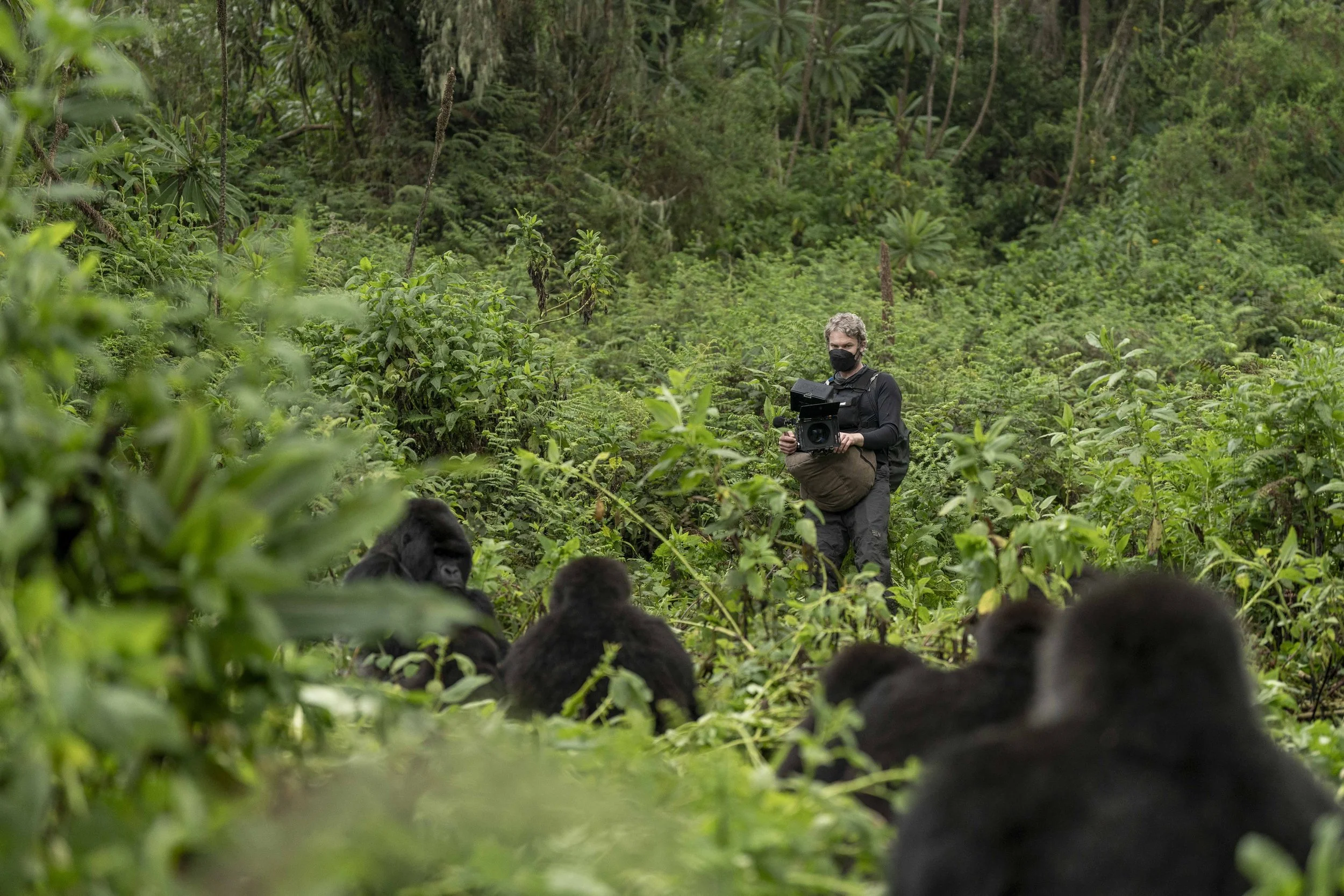 Benjamin Sadd_A Gorilla Story-08395.jpg