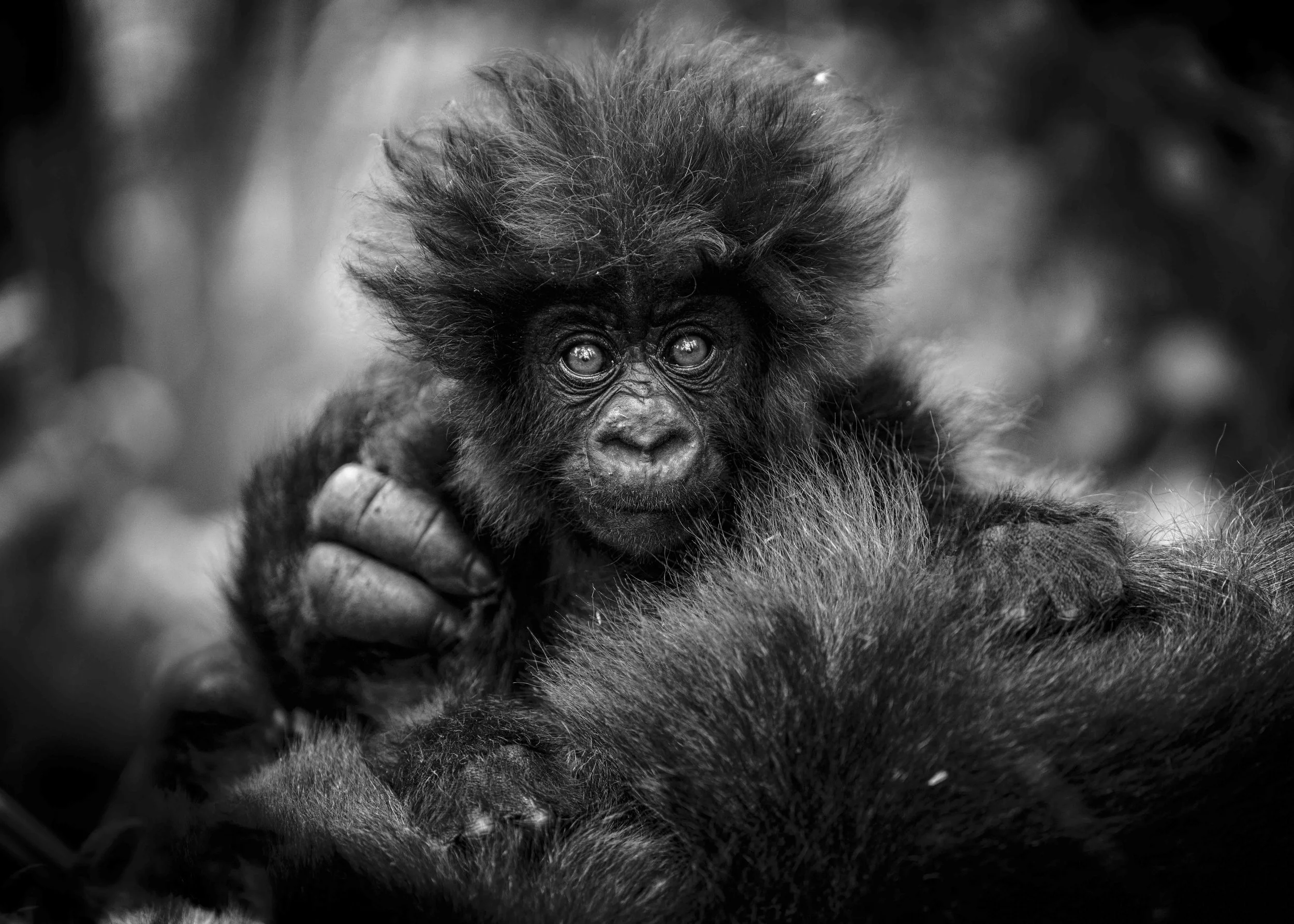 Benjamin Sadd_A Gorilla Story-2-2.jpg