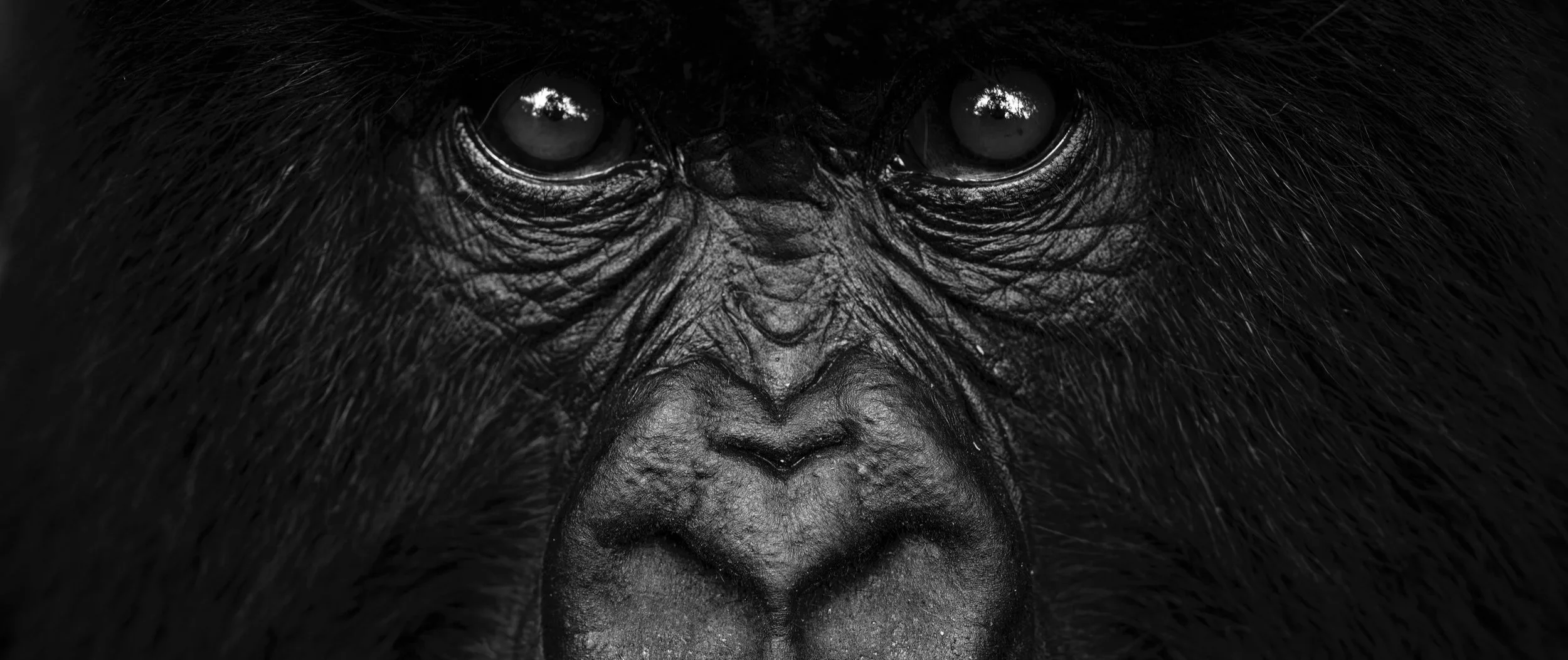 Gorilla_Benjamin_Sadd-.jpg