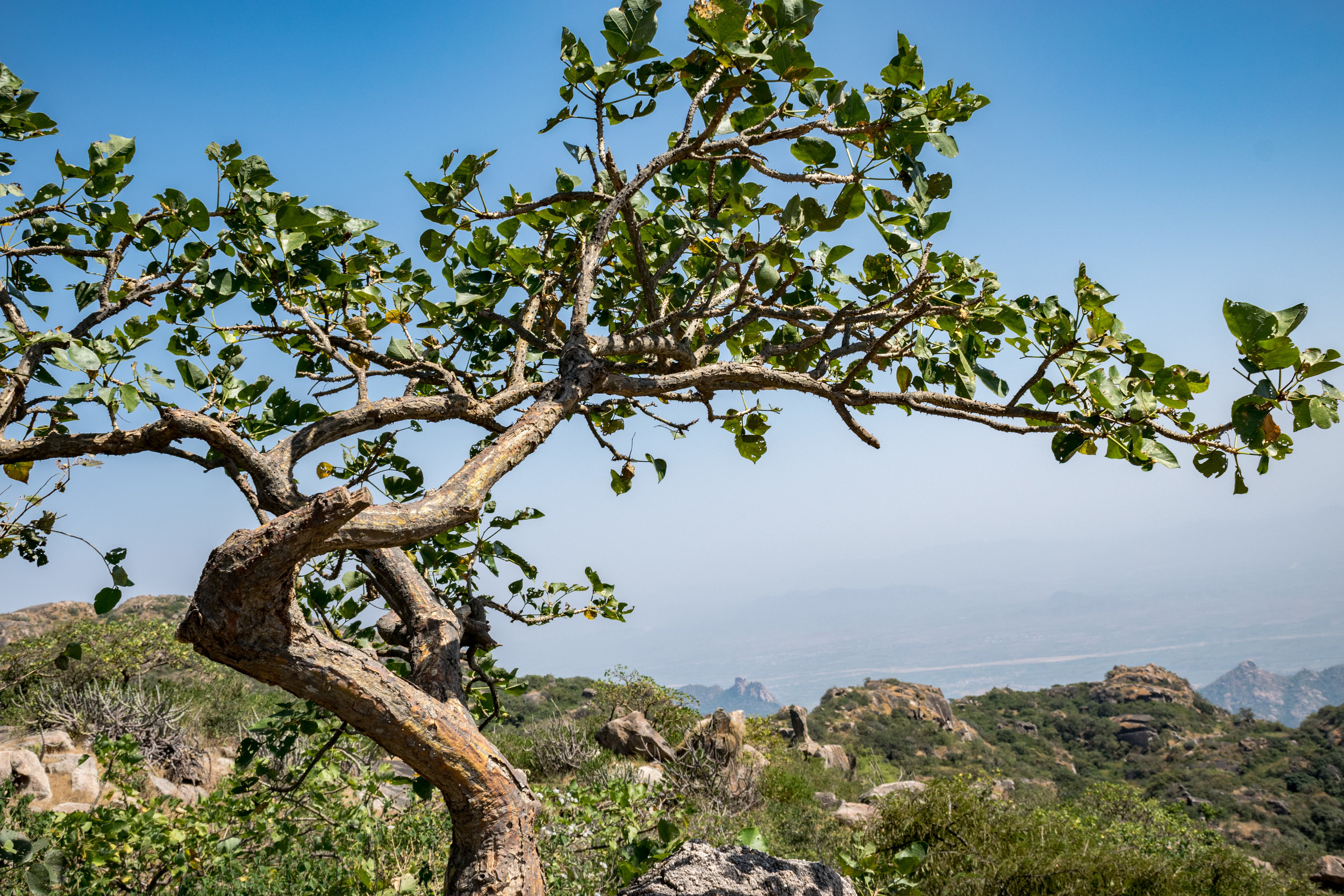 Tree Top