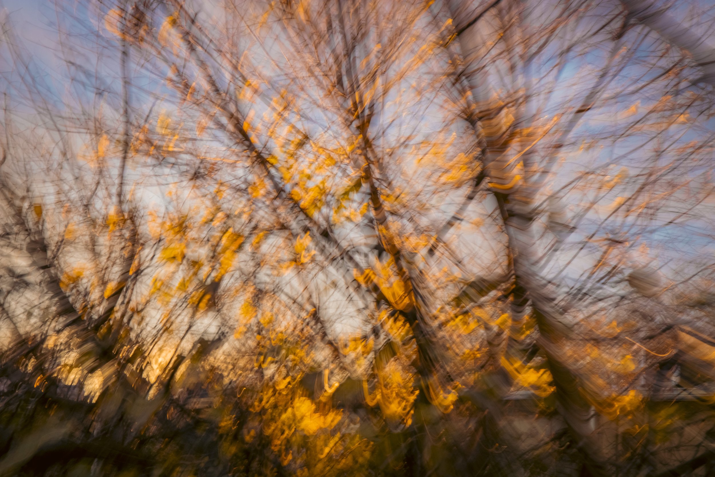 BUTTERFLY LEAVES_02.jpg