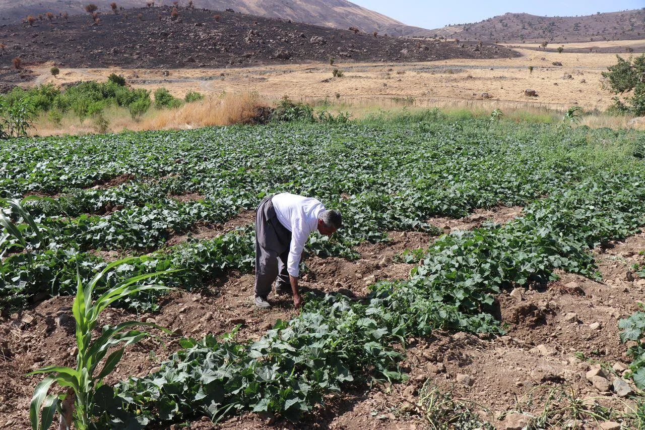 Raising Crops in Midst of Burned Village